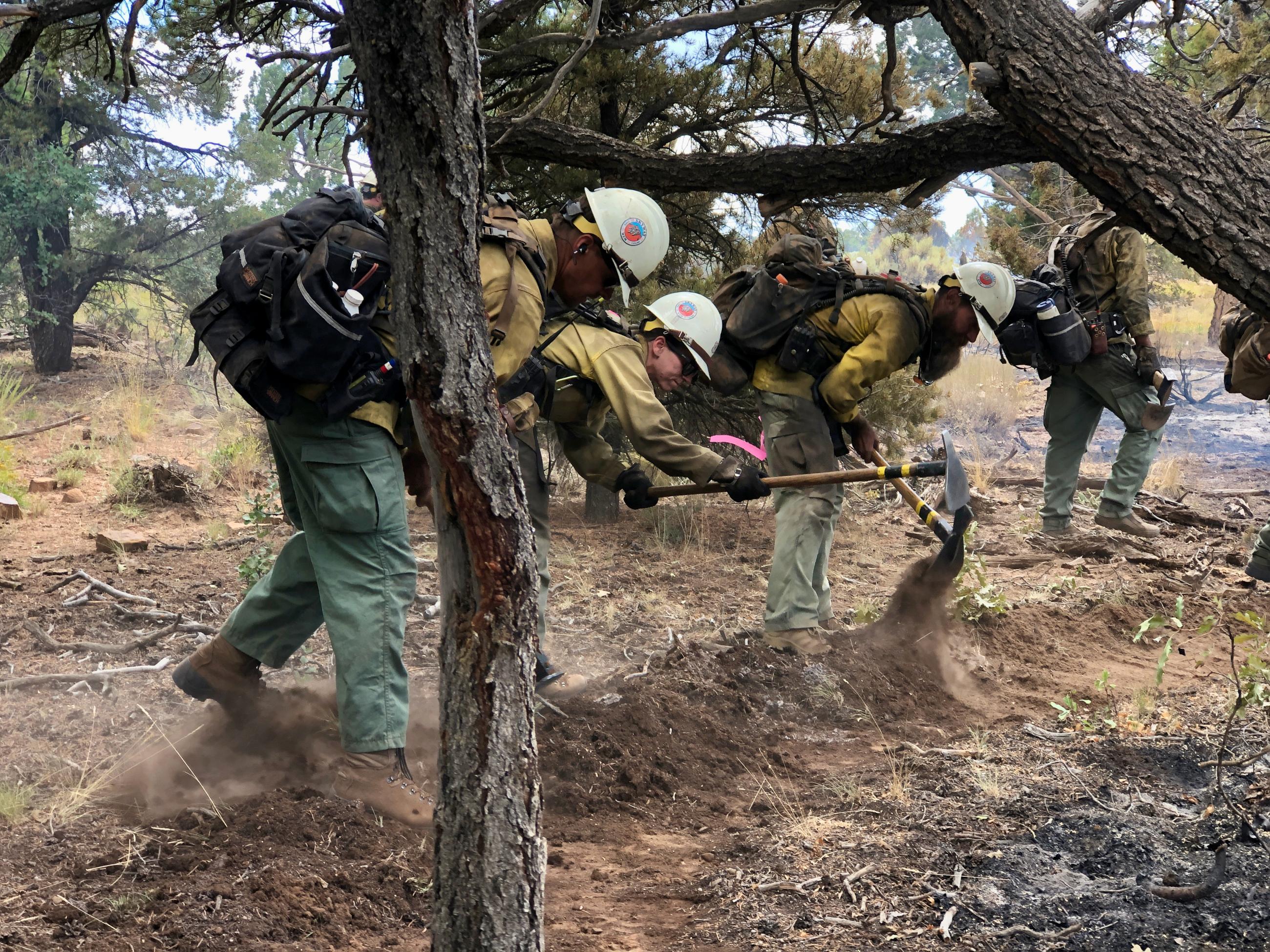 Four firefighters wearing yellow shirts, green pants, white hard hats and black wildland fire packs use tools to dig a trench around a blackened tree and leaf litter and duff.