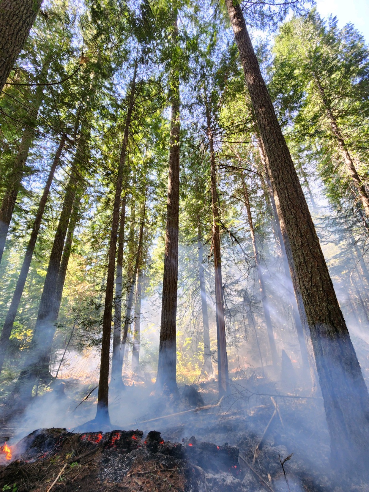 Cowlitz Complex lightning strike in the south zone August 26, 2023, photo shows smoke at the base of several tall trees