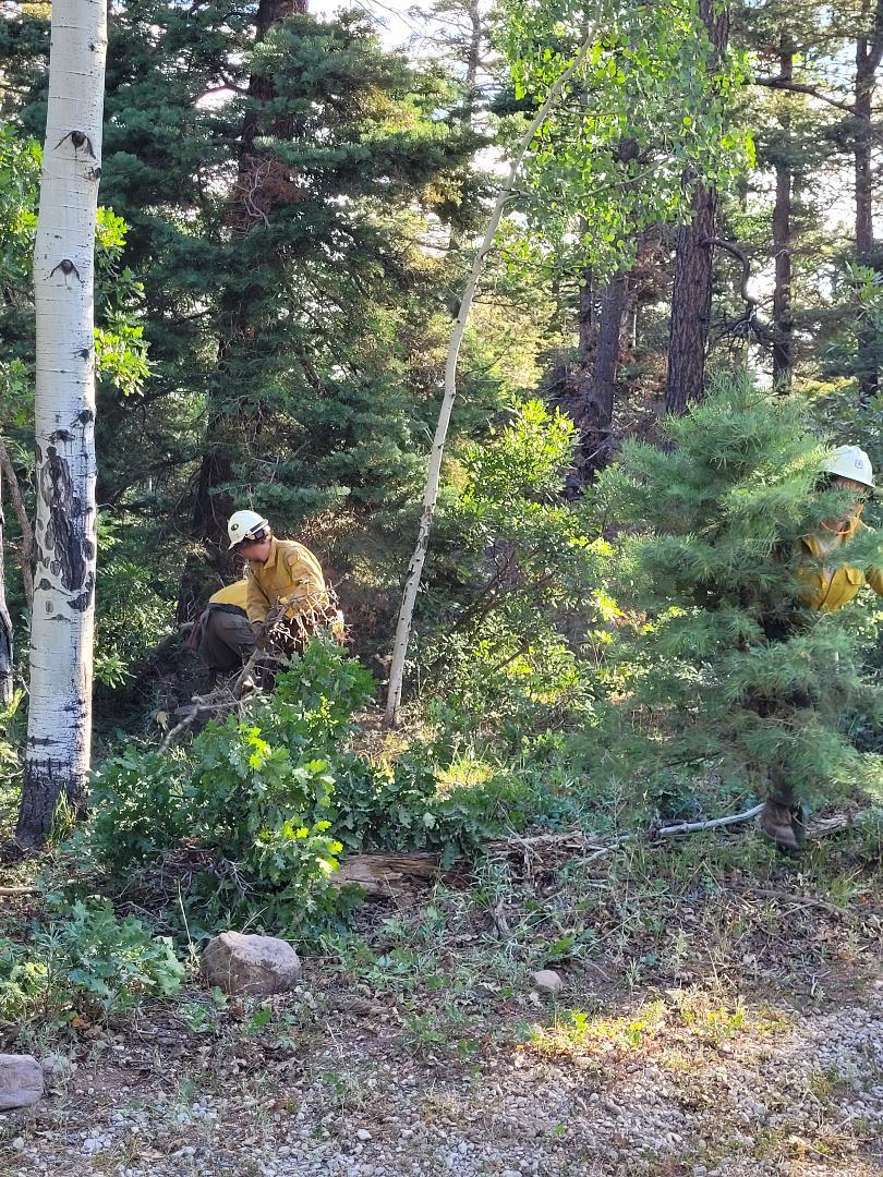 Image is of firefighters working in dense overgrowth. They are cutting and removing small saplings and other dense vegetation. 