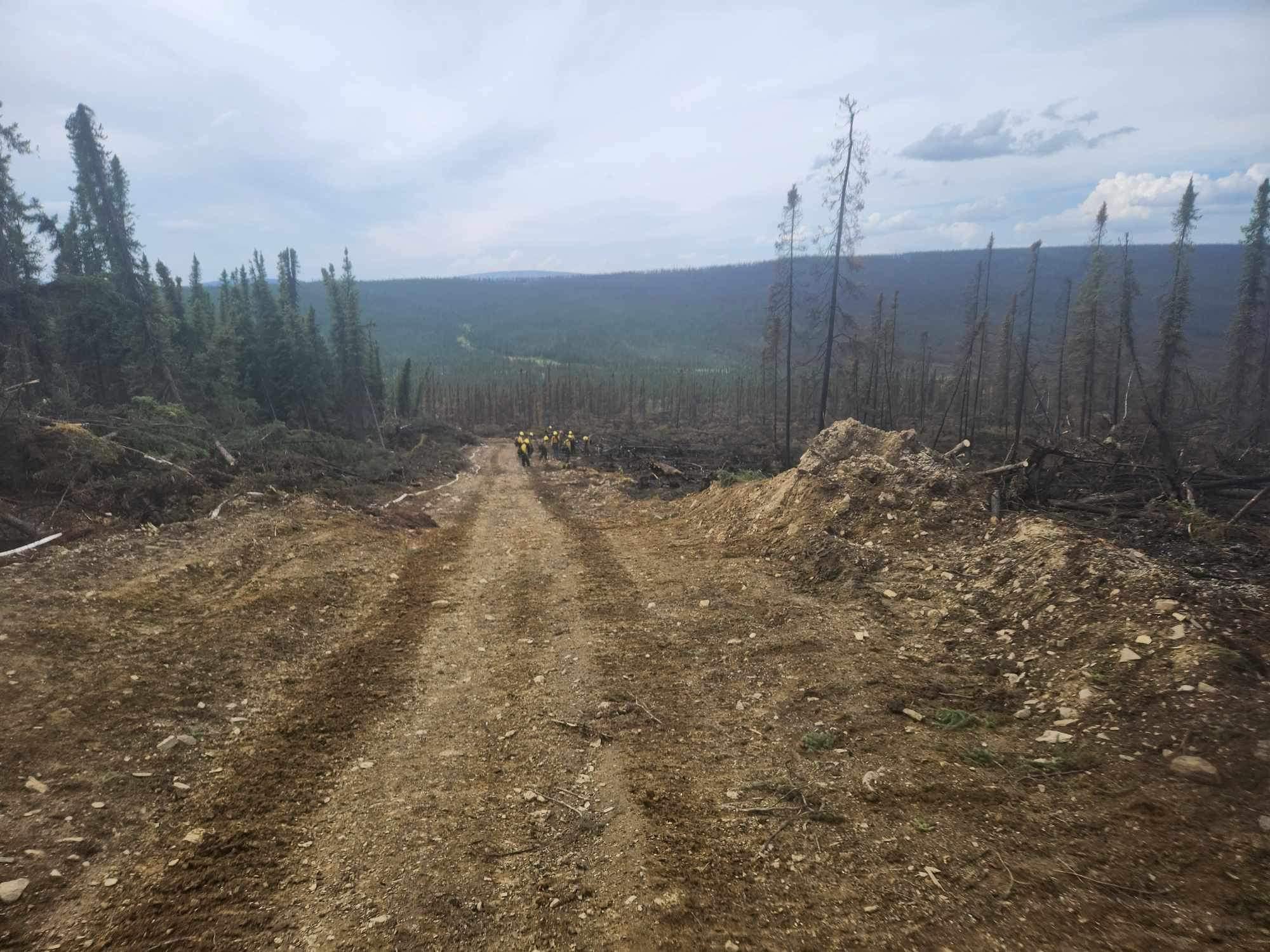 Dozer line through a forest.