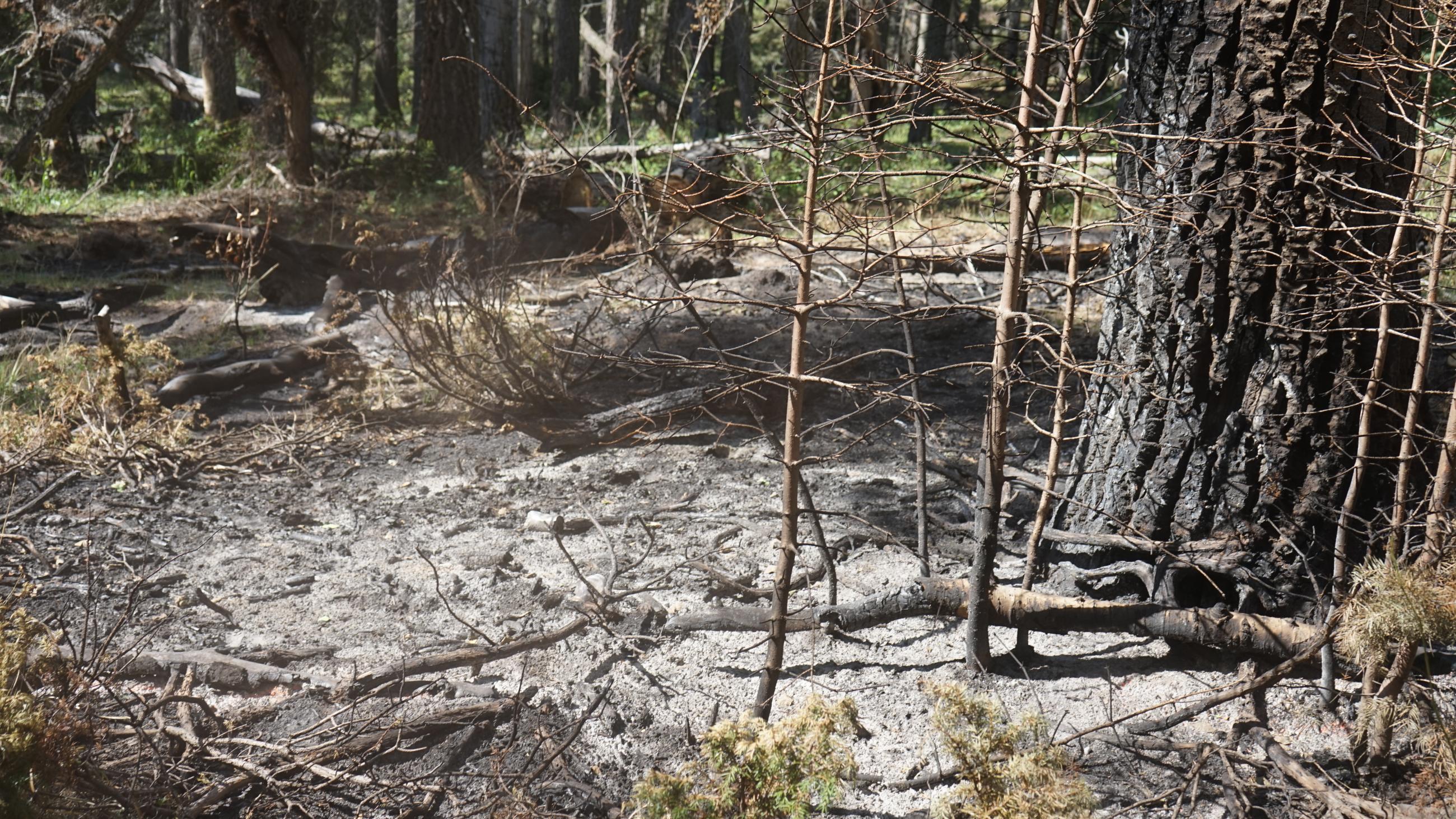 Image is a photo showing the after fire effects of the Black Feather Fire. Seen in the photo are sapling conifer trees burned with no needles and burned, ashy leftovers from other material burning. There is a large charred tree trunk. 