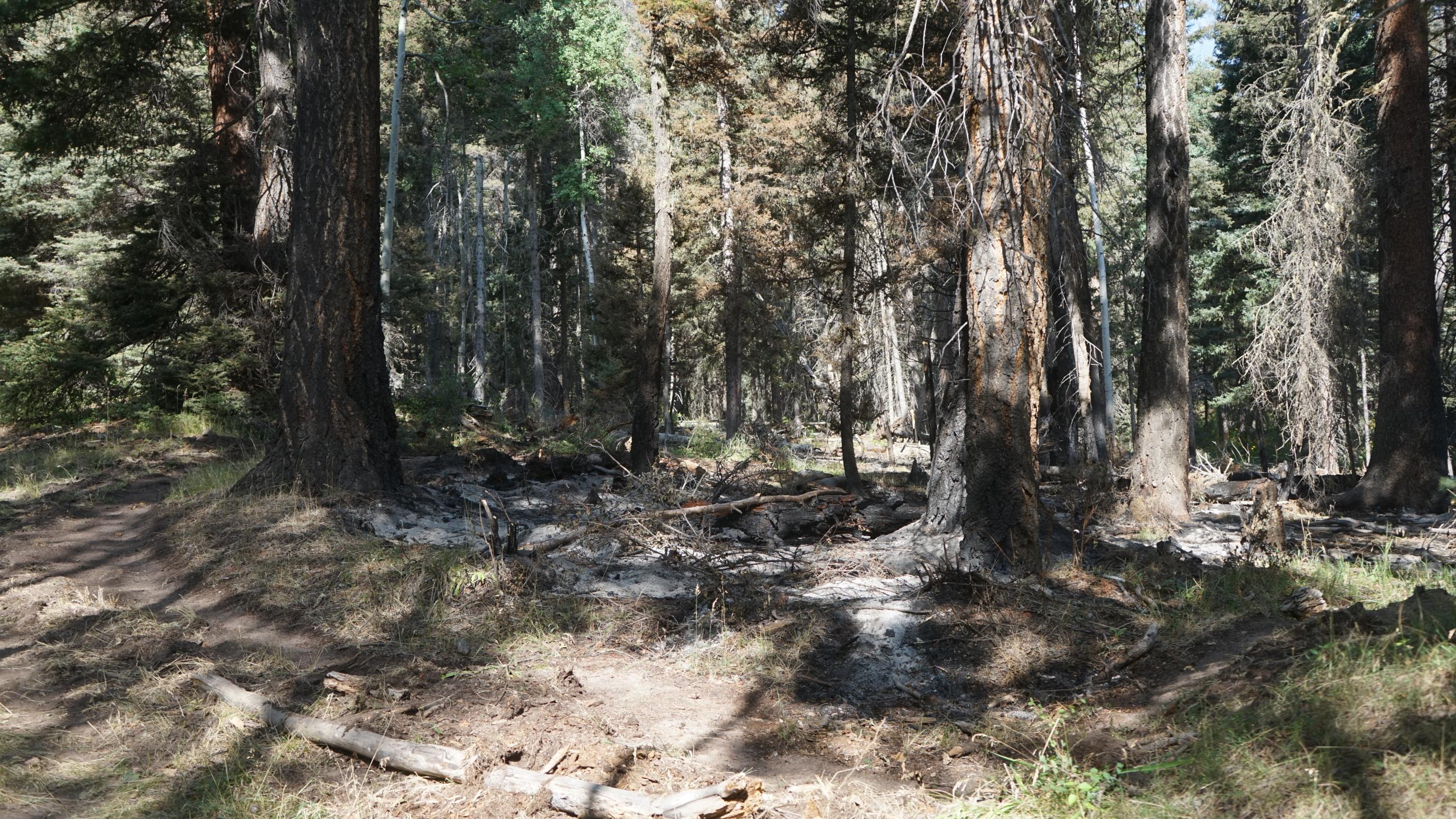 Image is f a photo taken inside the Black Feather Fire. Image shows a group of mixed conifer trees, with a pocket of burned fuels.  