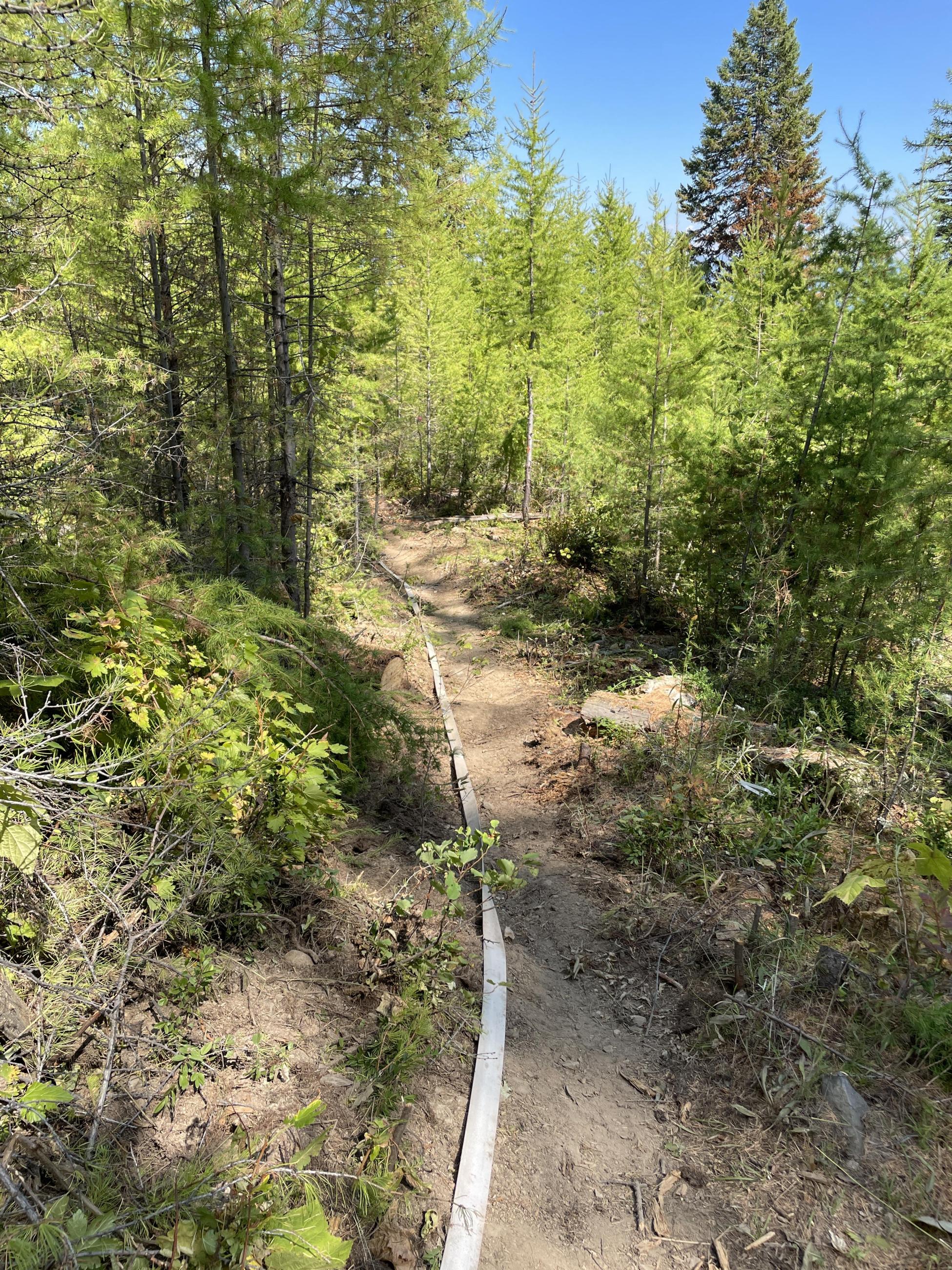 East Fork Fire hoselay along a fireline 