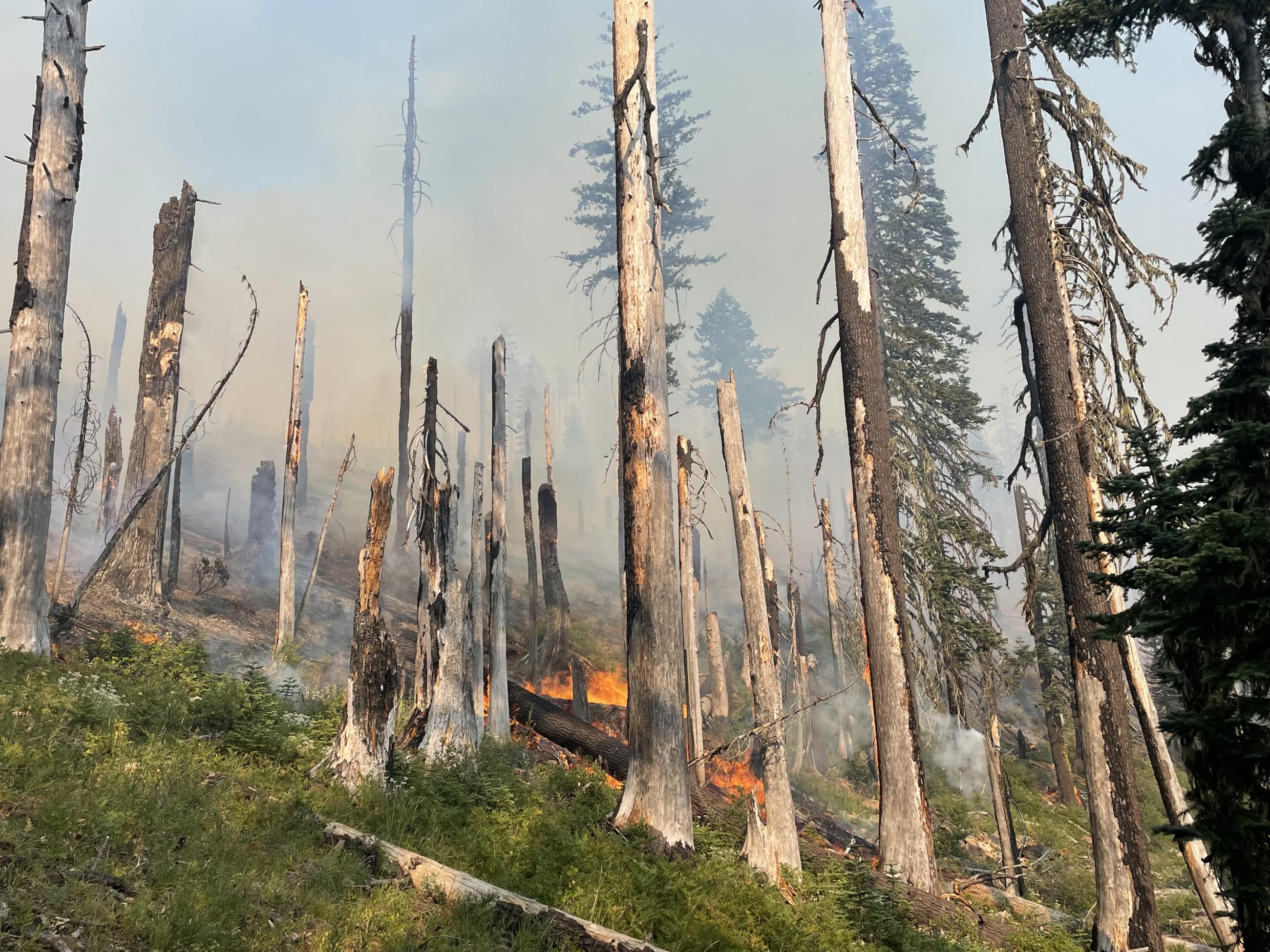 Trees burn on the Ridge Fire on August 27, 2023