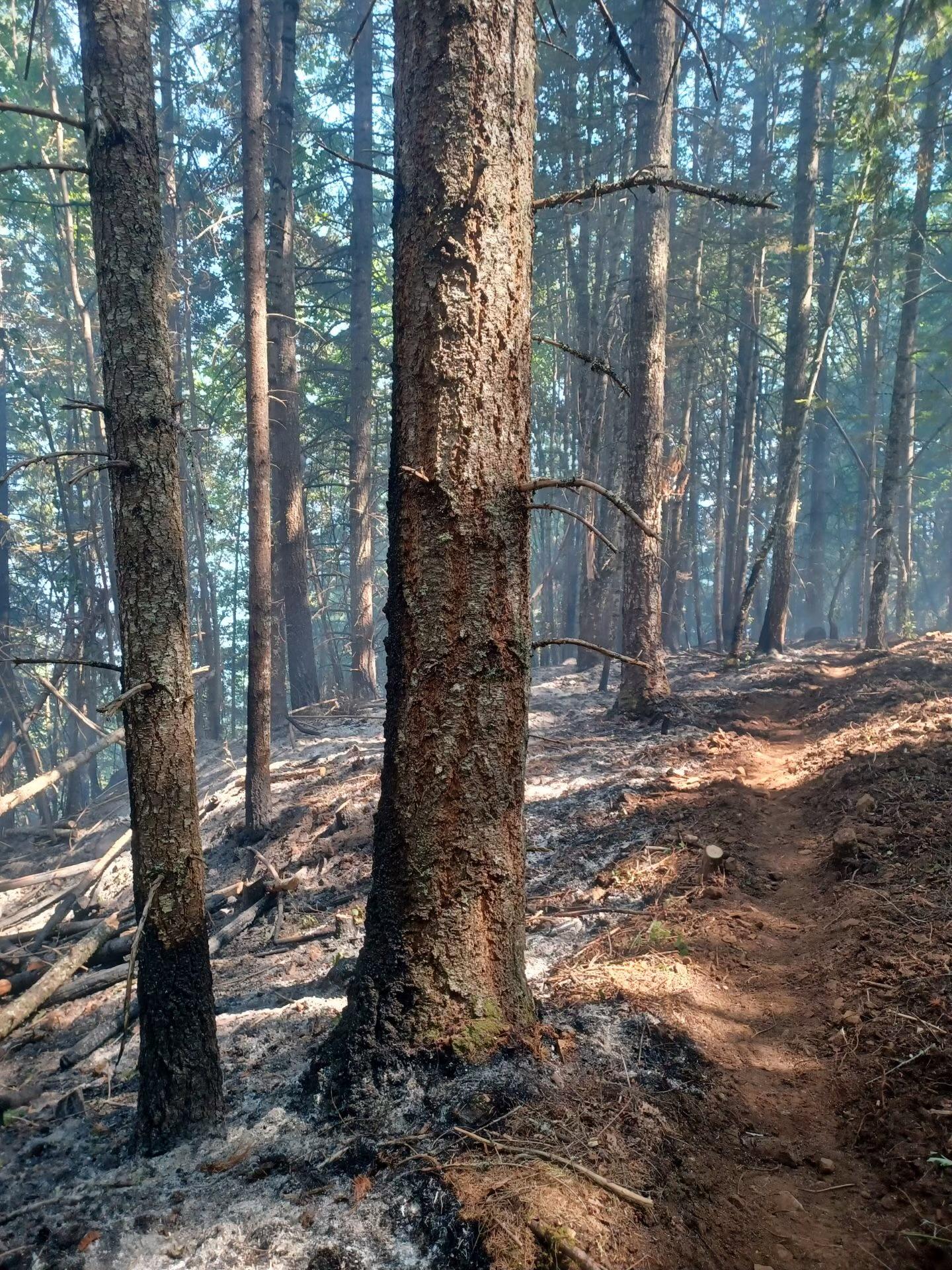 Photo showing the low-severity fire effects and the fire containment line