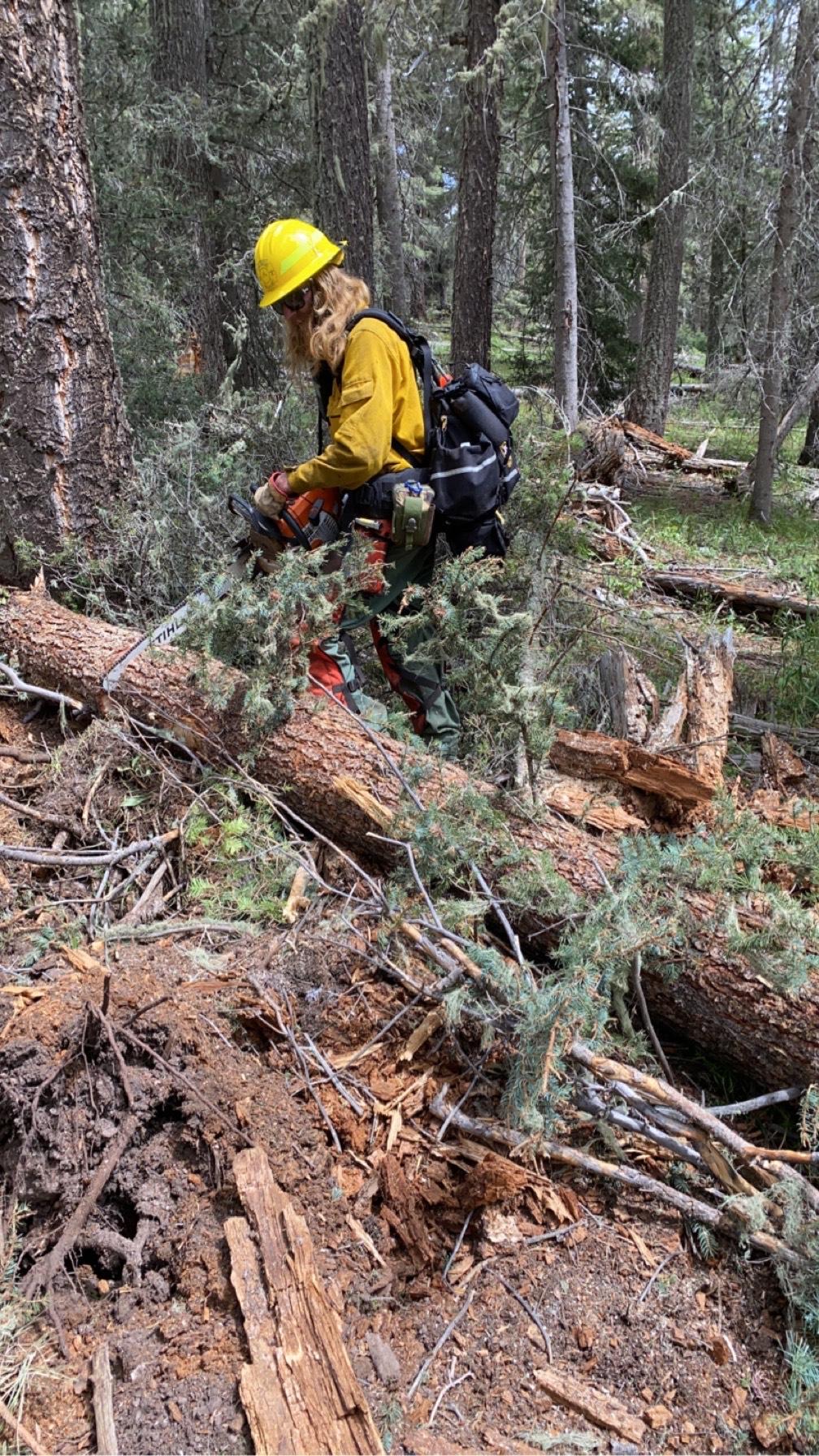 Image is a photo of a person using a chainsaw to cut a large diameter tree that has fallen to the ground. 