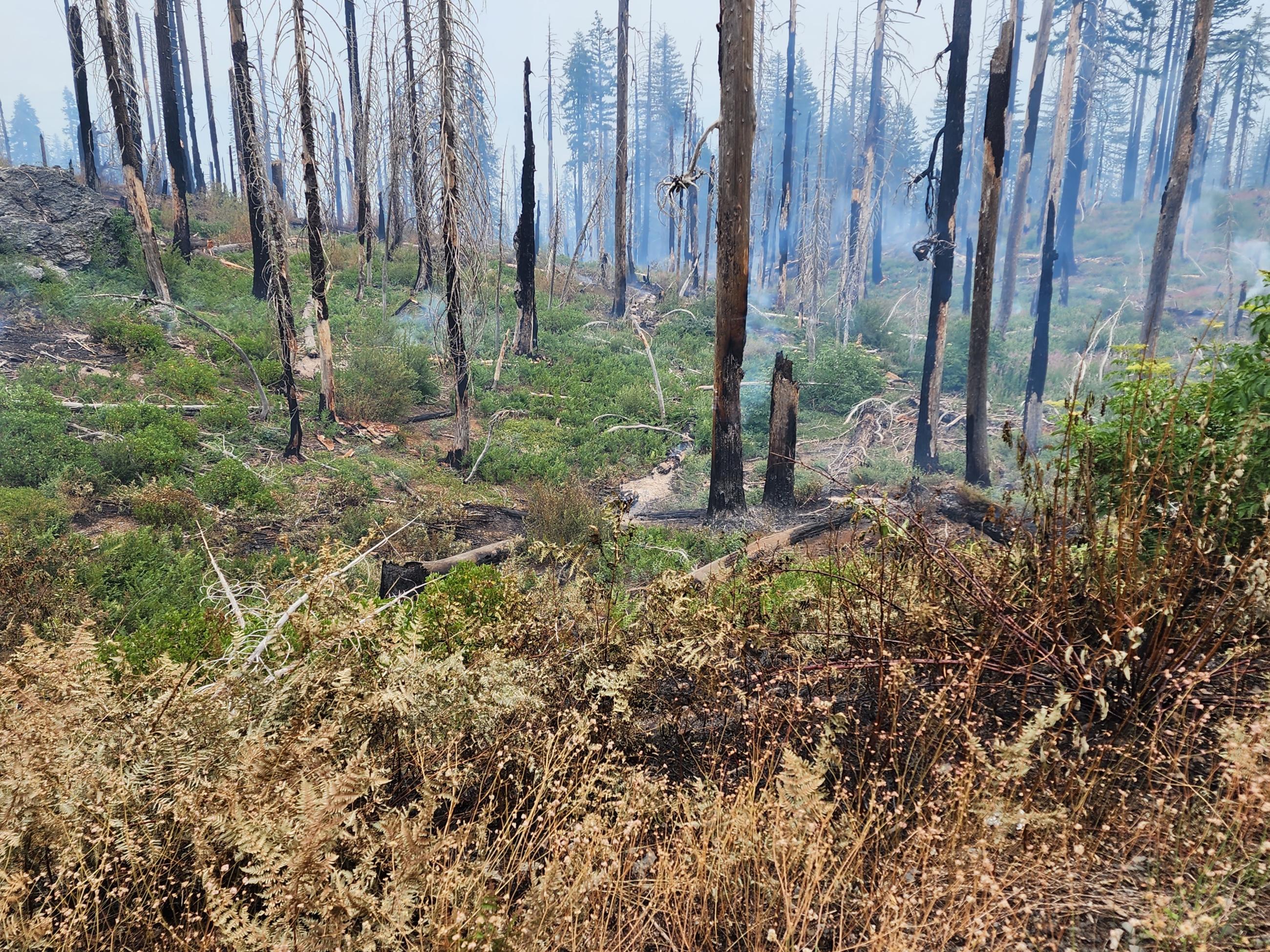Image shows smoke lifting from a old burn scar.  Heavy dead standing trees and blowdown trees make it hard to contain fires.
