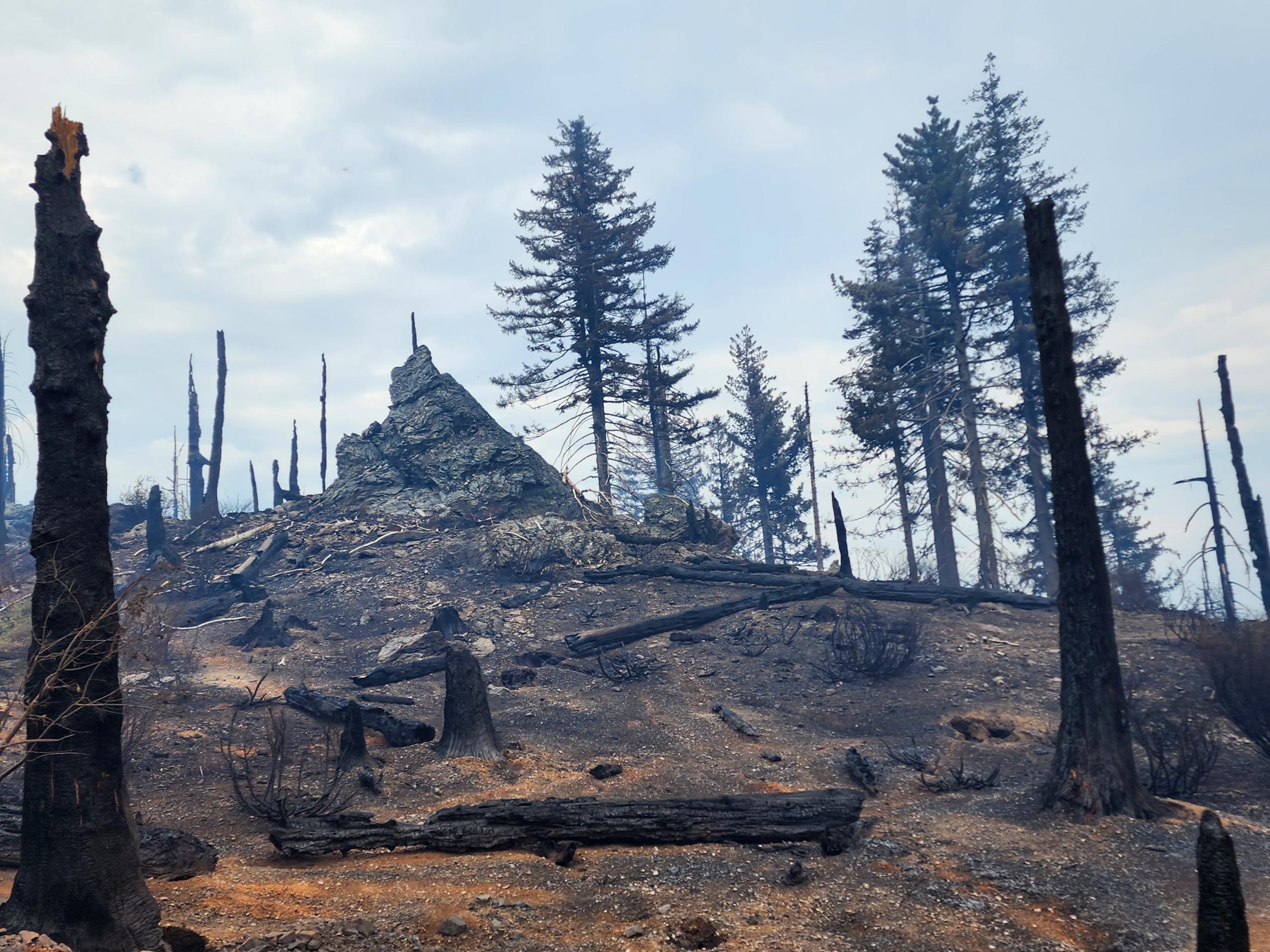 Image shows live standing trees undamaged from the fire, but little underbrush remains.  Several fallen logs on the ground remain blackened. but not completely burned.