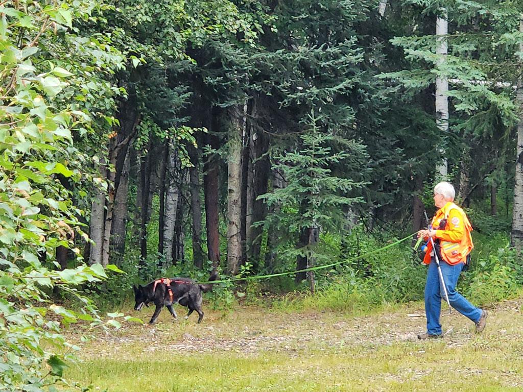 A black search and rescue dog is being walked on a long leash by a search and rescue handler. The handler is wearing in an orange safety vest. They are walking along the edge of woods. 