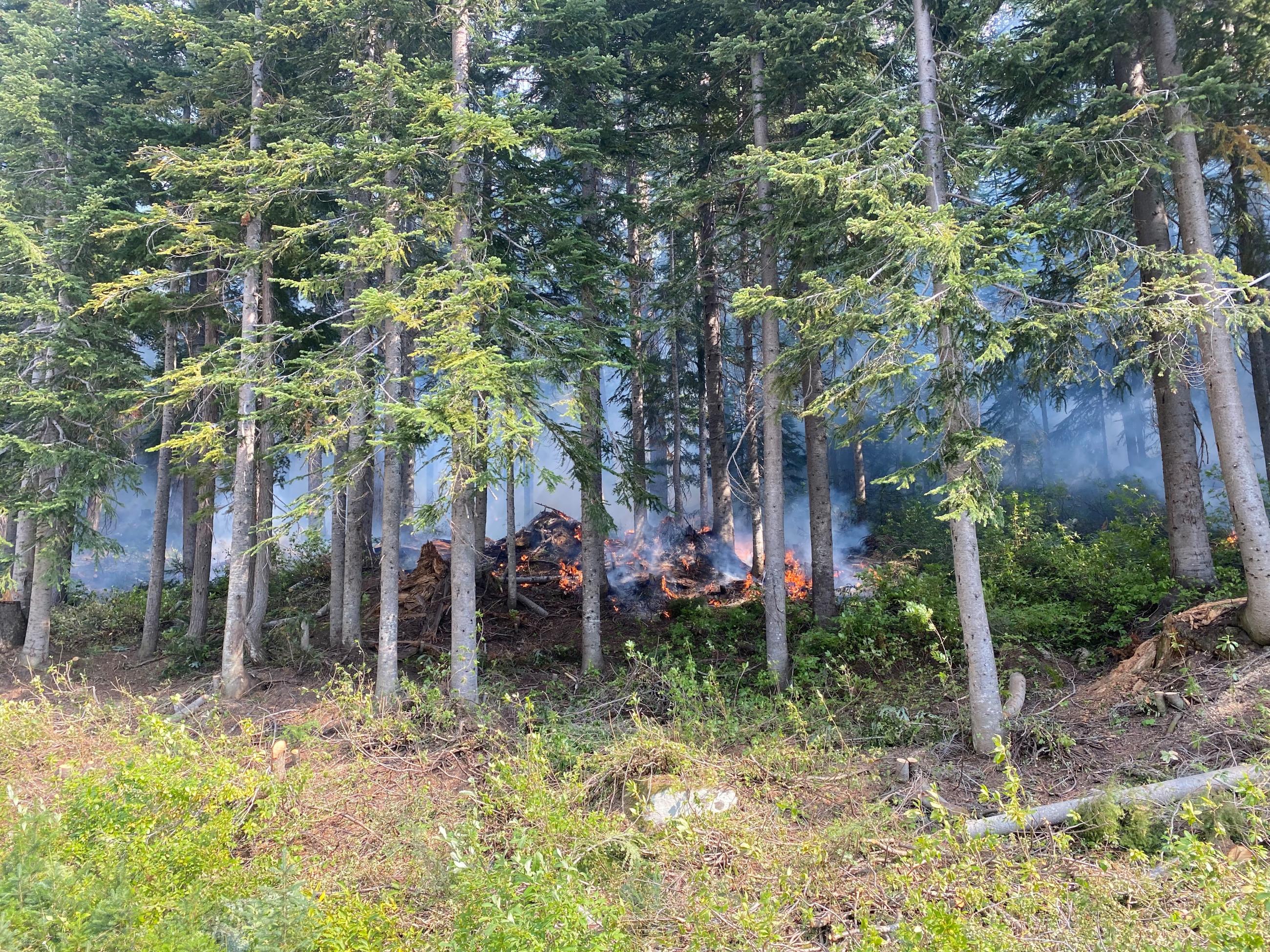 Creeping fire on the forest floor along the edge of SR 20