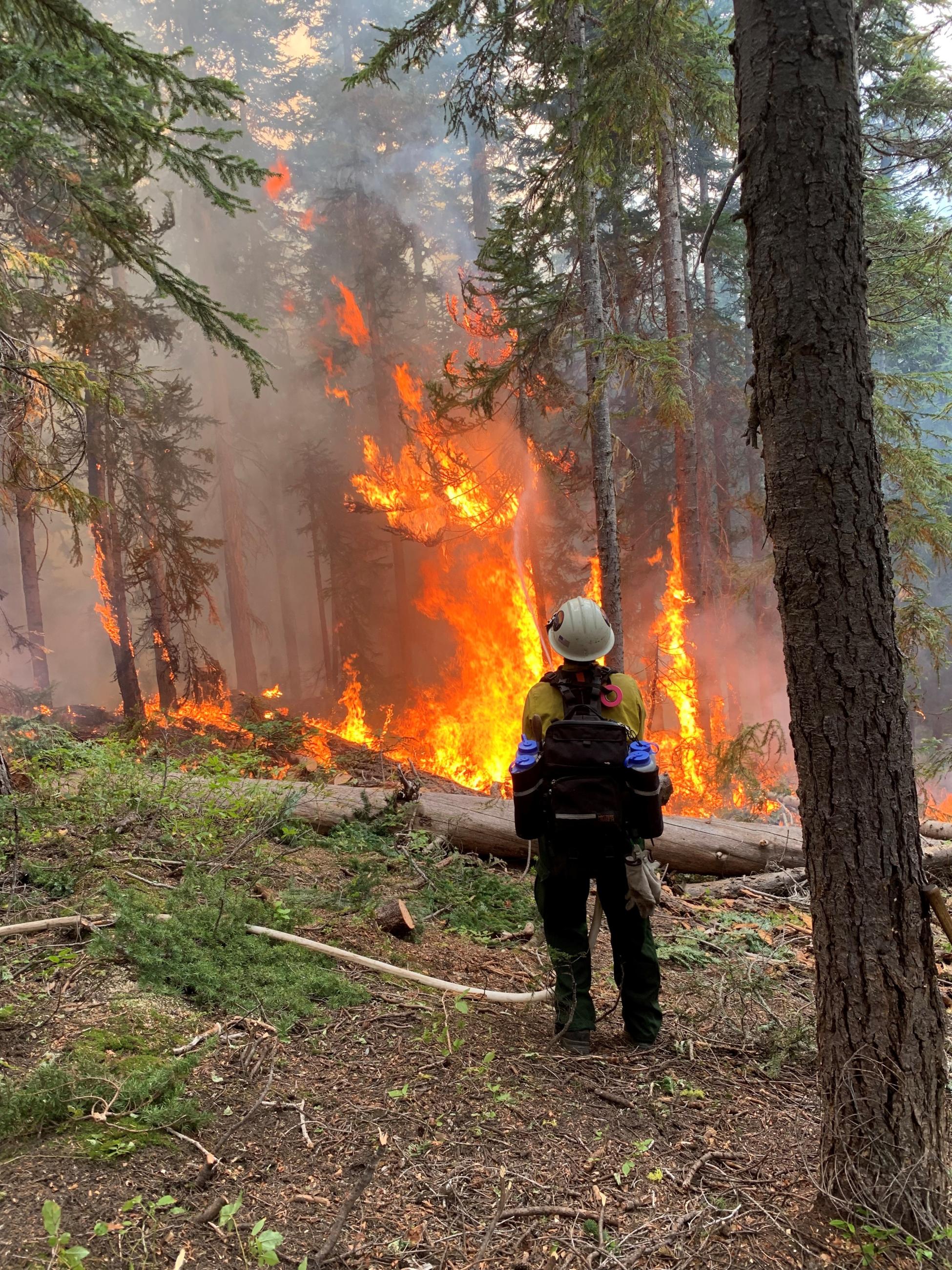 A wildland firefighter holding a hose spraying water on active flames in a forest