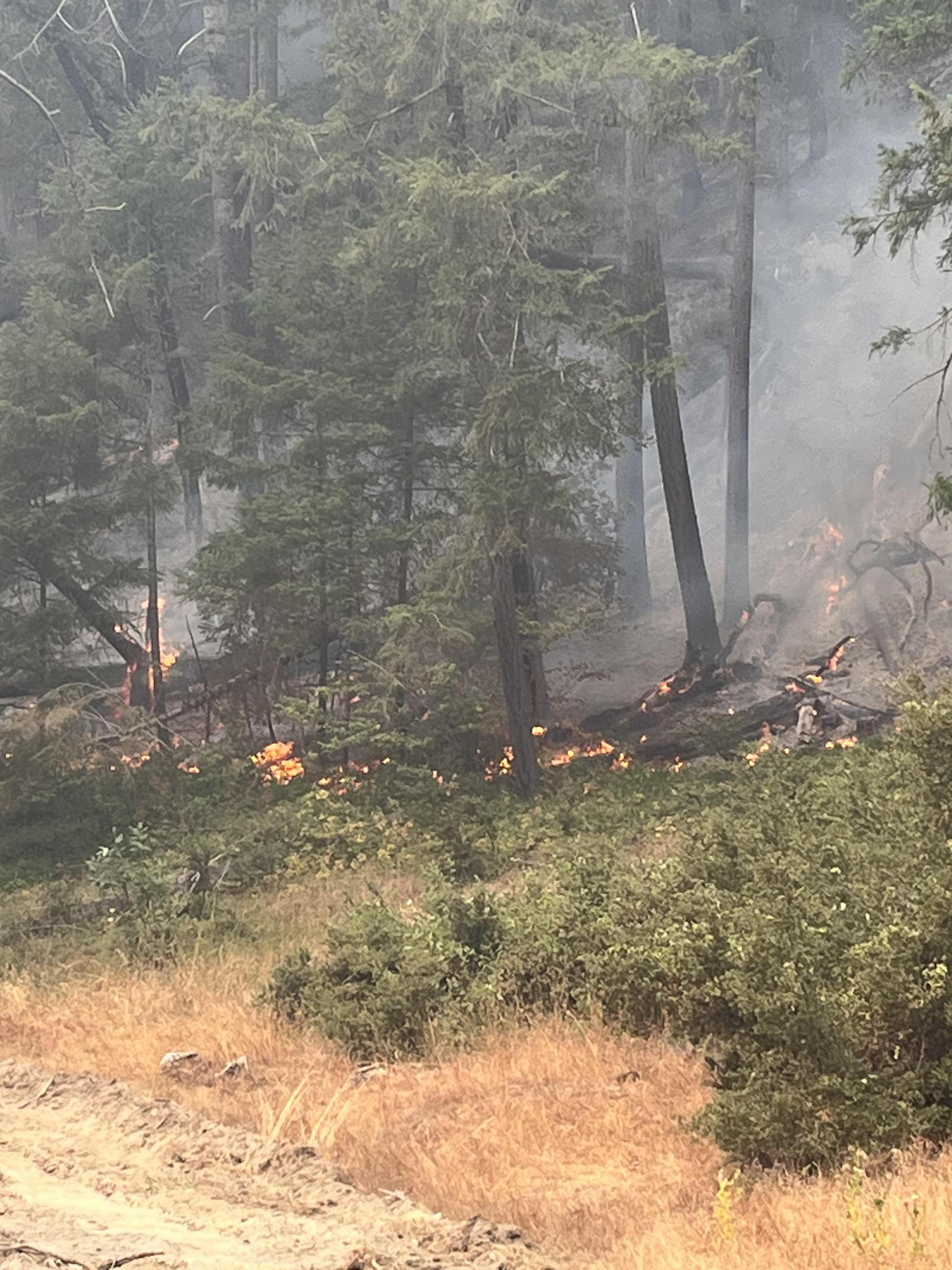 dry grass and green shrubs are burning near a stand of trees on the 2023 SRF Lightning Complex