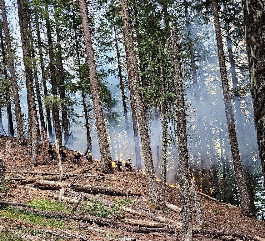 A line of wildland firefighters working on a steep slope in a stand of pine trees blanketed in smoke