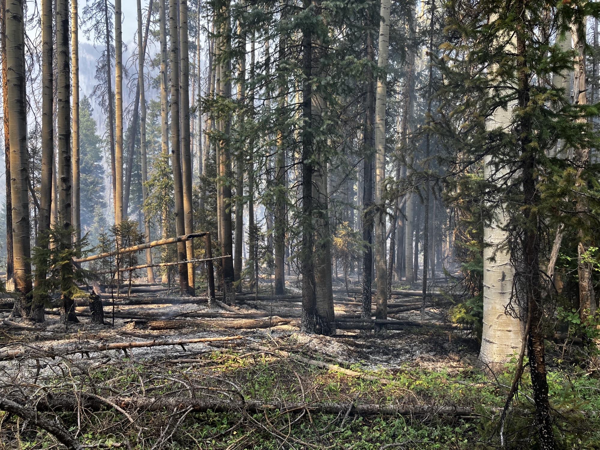 Thick forest with smoke