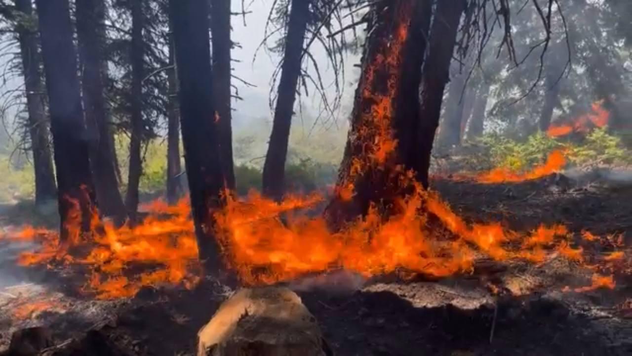 Flames surrounding the bottom of a tree in a forest