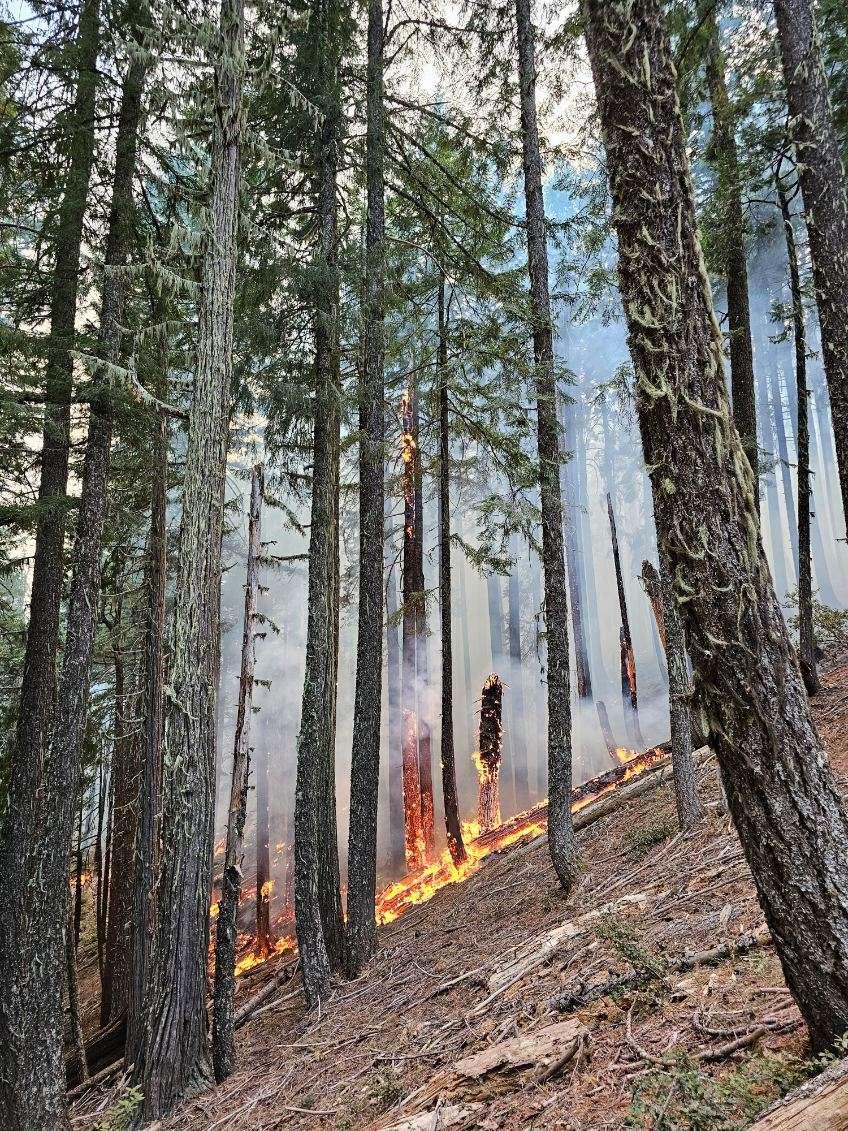 A pocket of flames burning up a sloping hill in a stand of pine trees blanketed in smoke