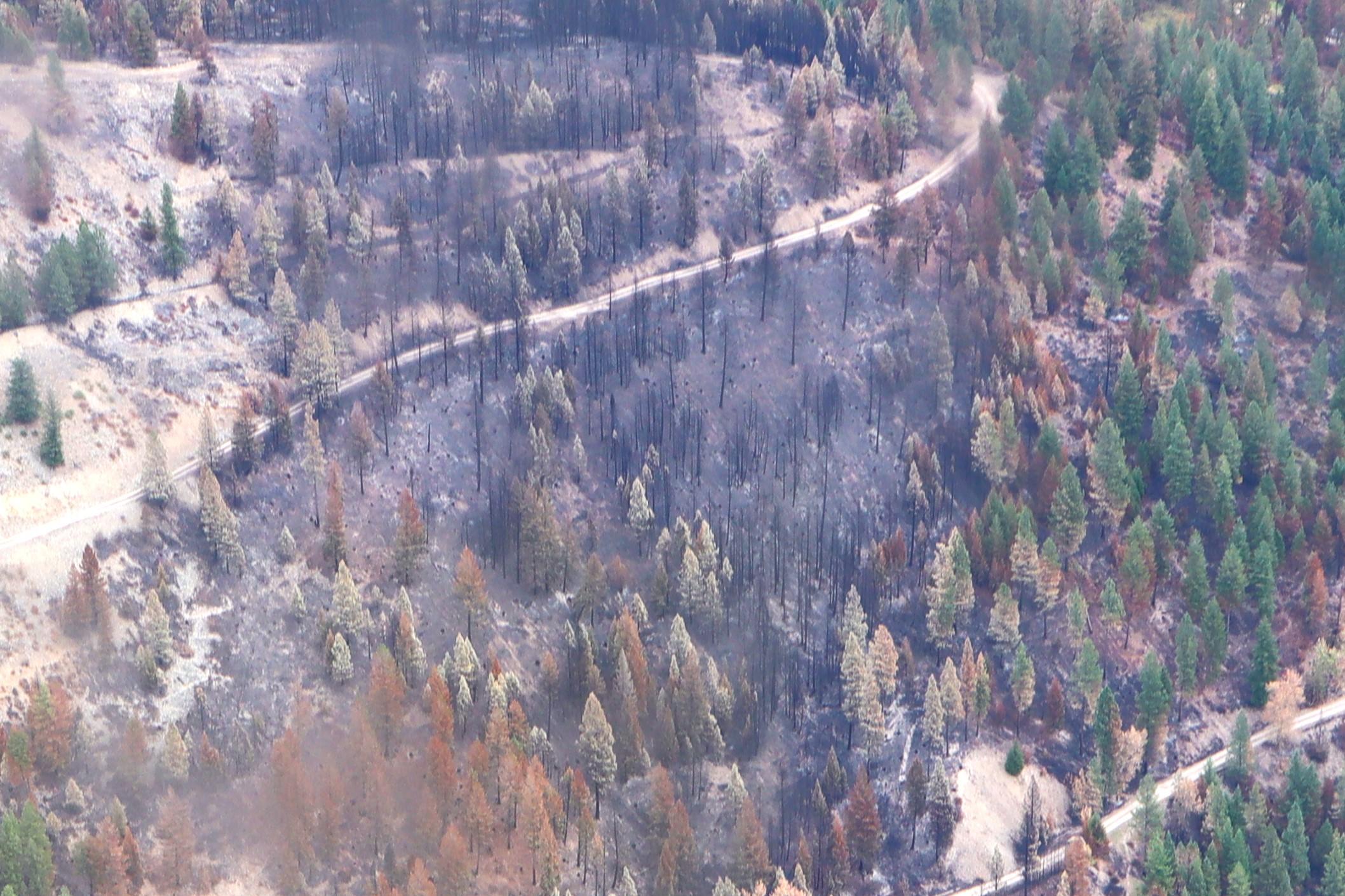 The dark black areas in this photo is a where multiple tree torching occurred on the Gravel Pit Fire, burning intensely and spreading from treetop to treetop.