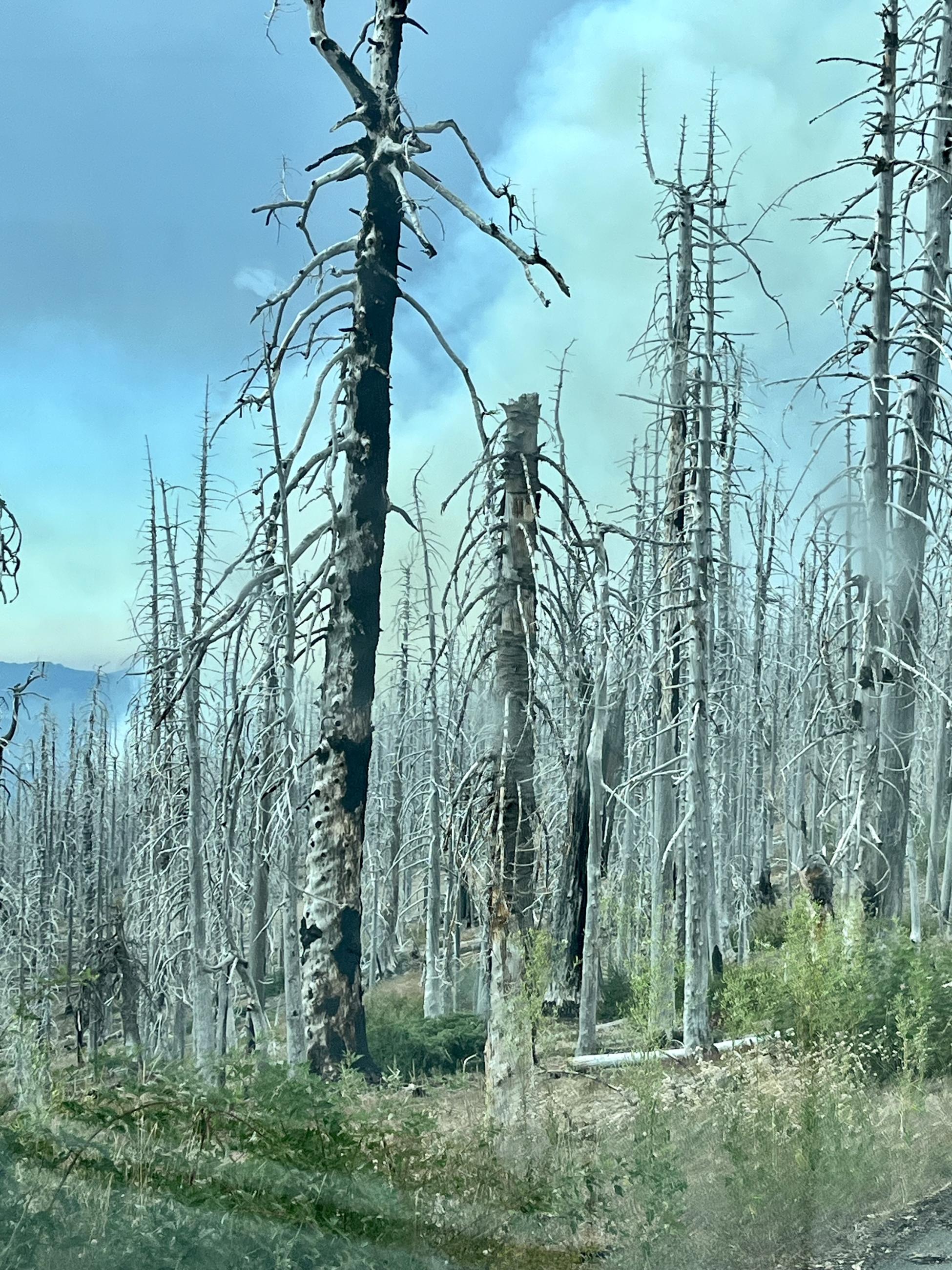 Dead trees from a previous fire stand along a road edge, as smoke lifts in the background.  Dead Trees make firefighting hazardous, and difficult to control