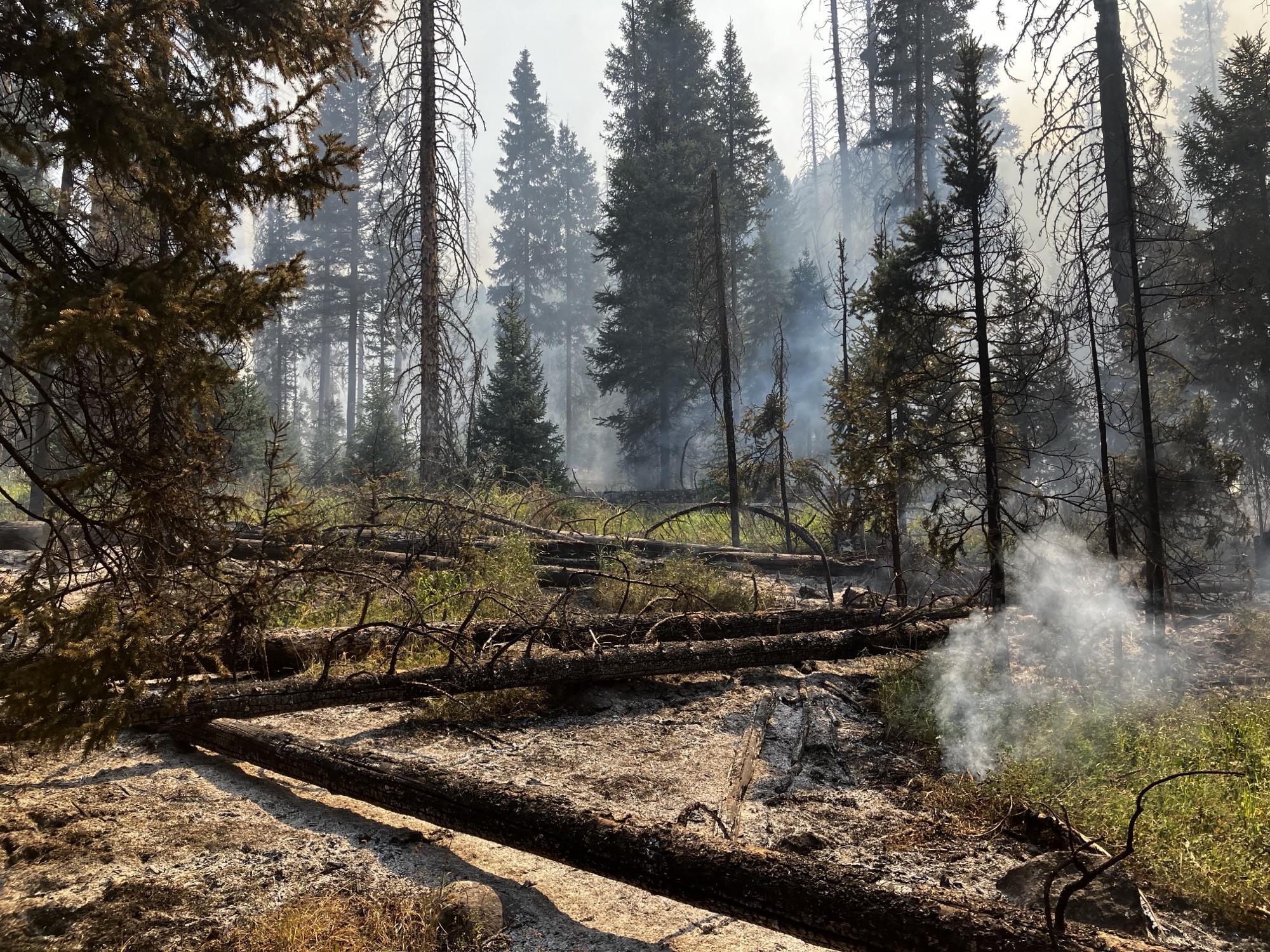 fallen trees on fire