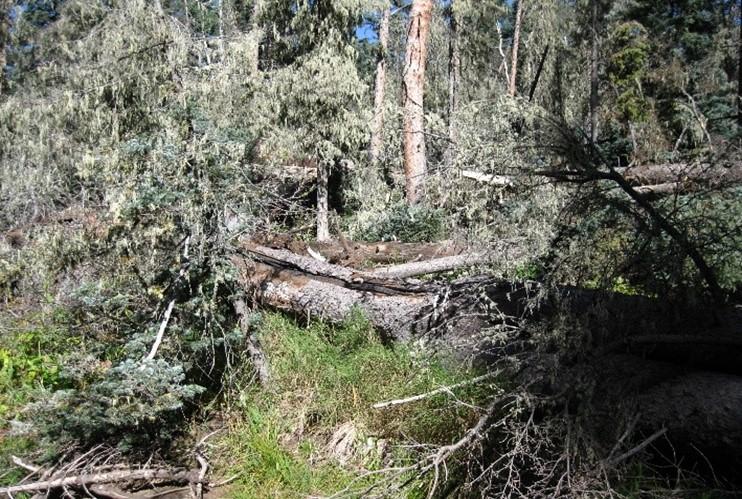 Image is of a photo showing think down and dead material on the forest floor adding to fuel loads. 