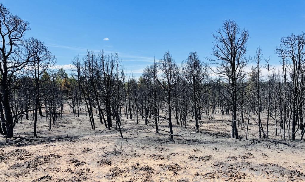 Picture displays burned landscape vegetation from the American Mesa Fire, unburned trees in background