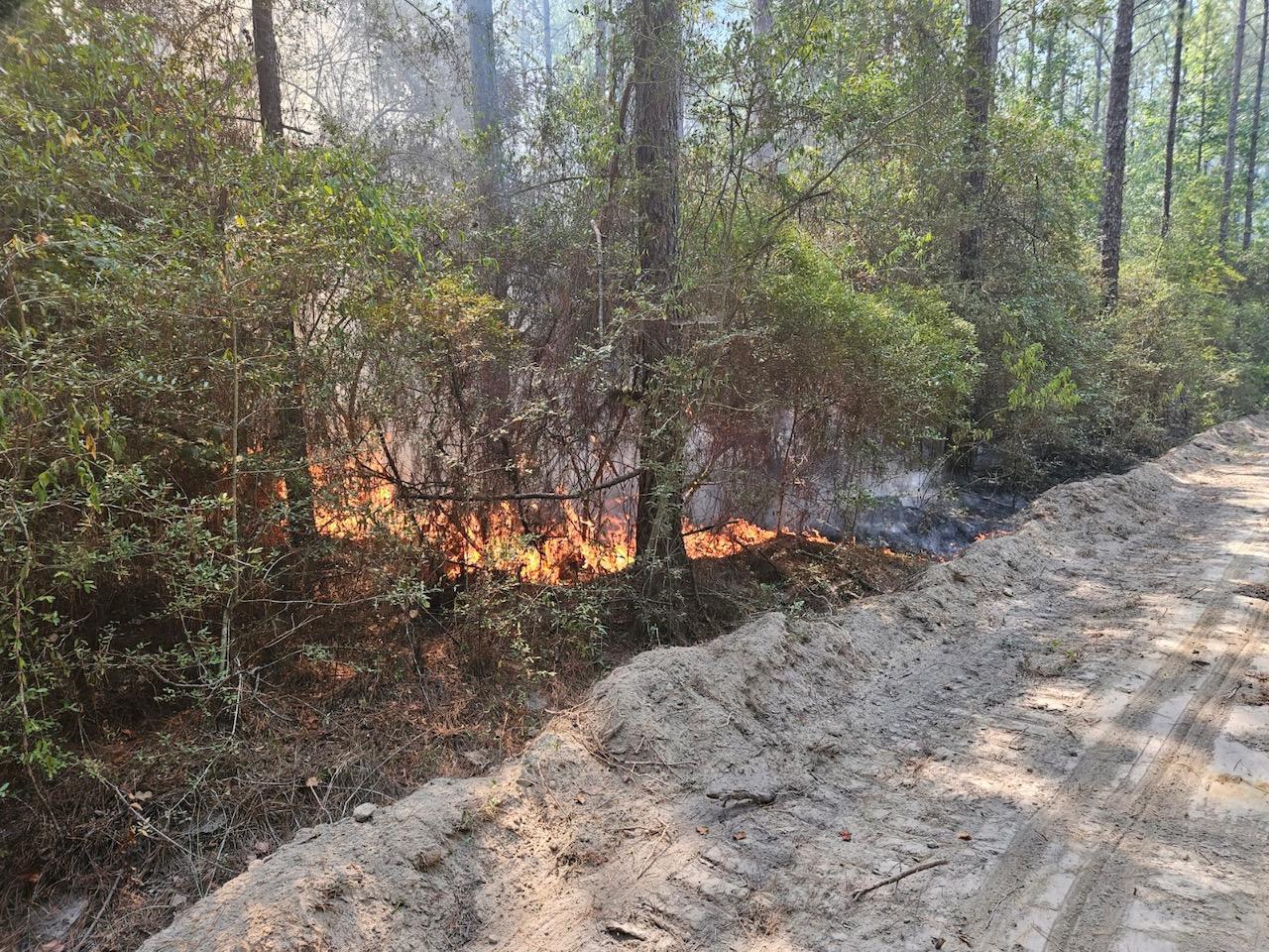 Spotfire on Tiger Island Fire