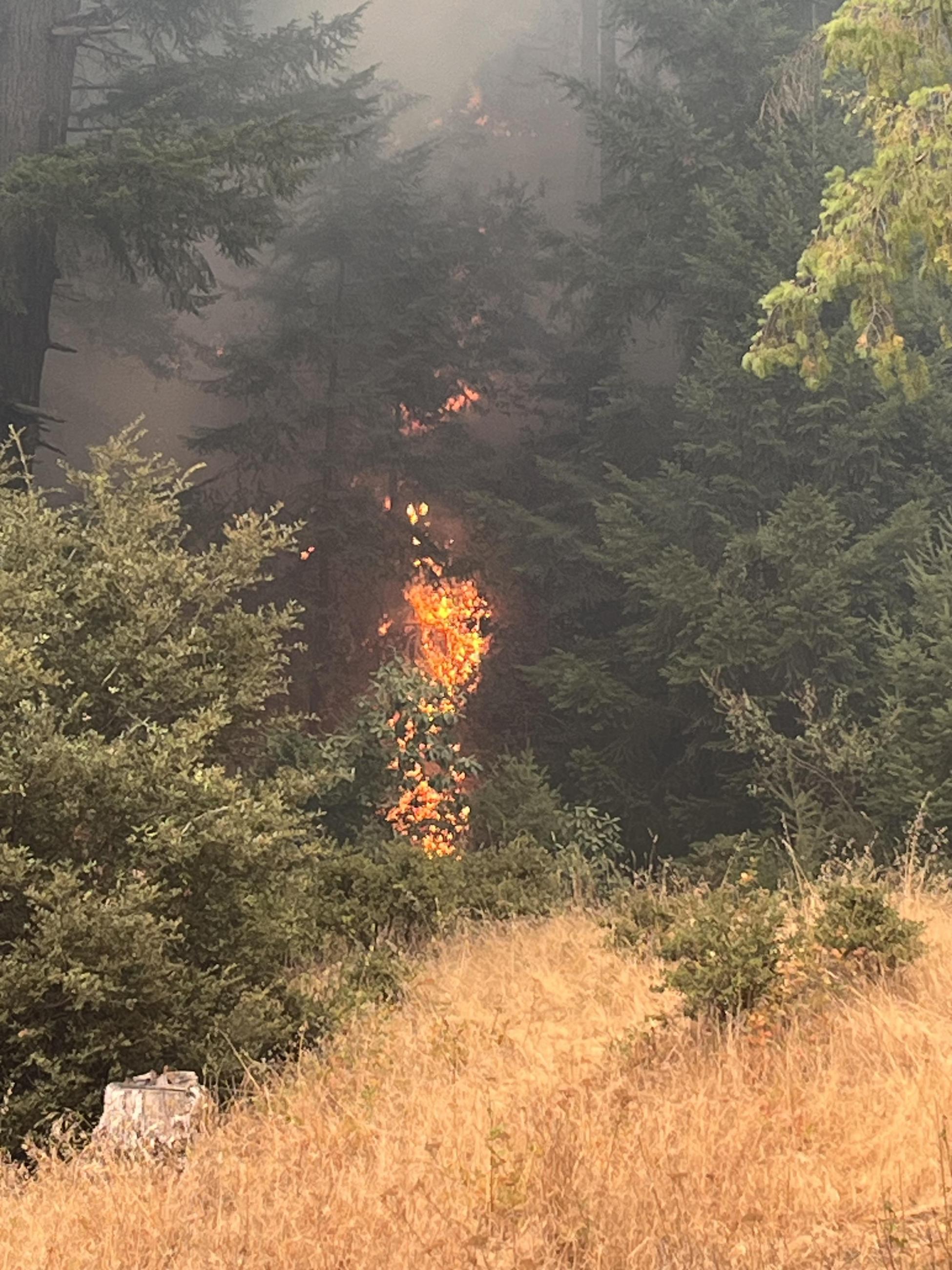 Fire is burning vertically up the trunk and into the branches of a tree that is surrounded by dry grass and green shrubs