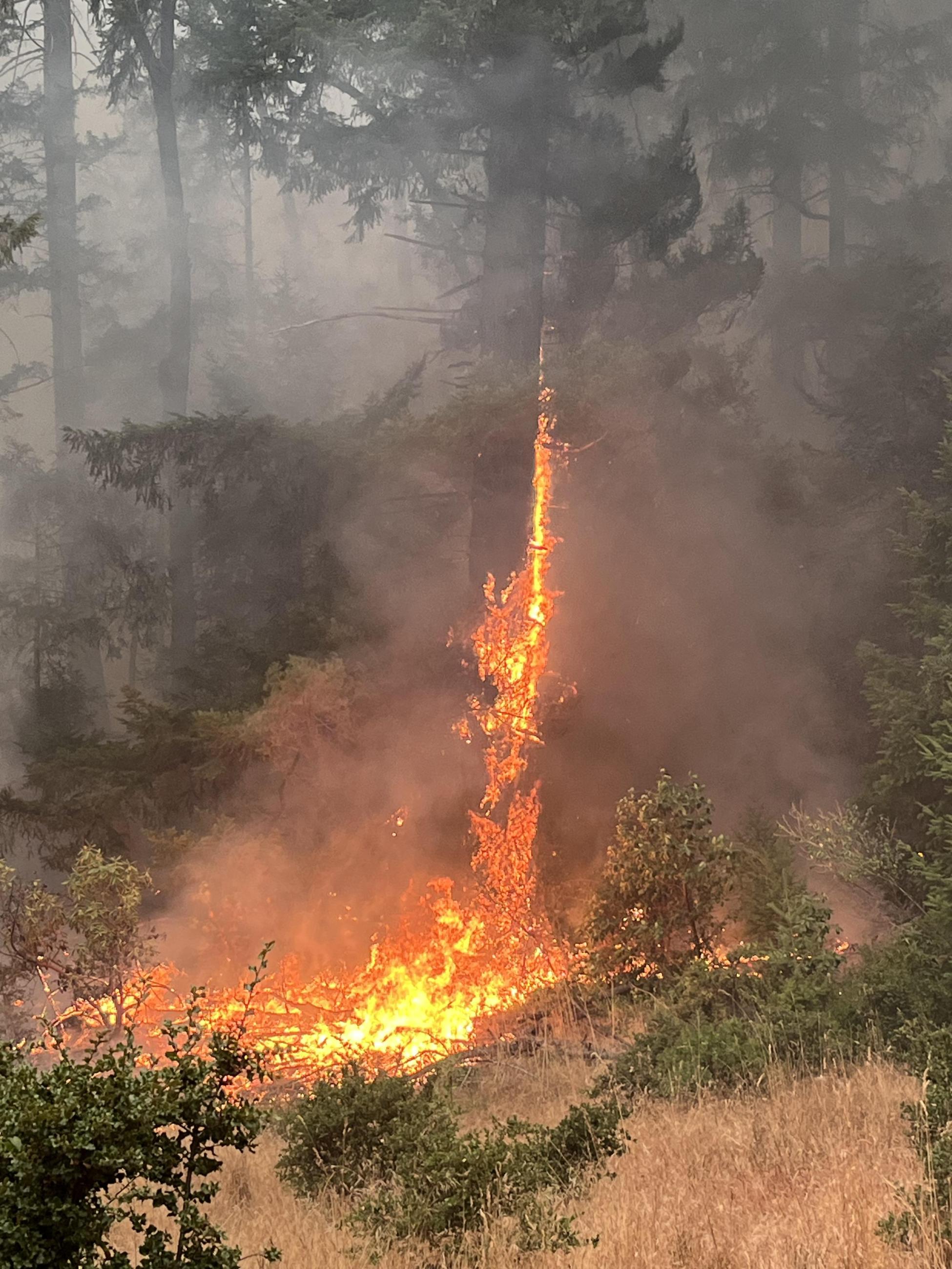 Fire is spreading from burning grasses and shrubs vertically up the trunk of a tree surrounded by other trees and bushes