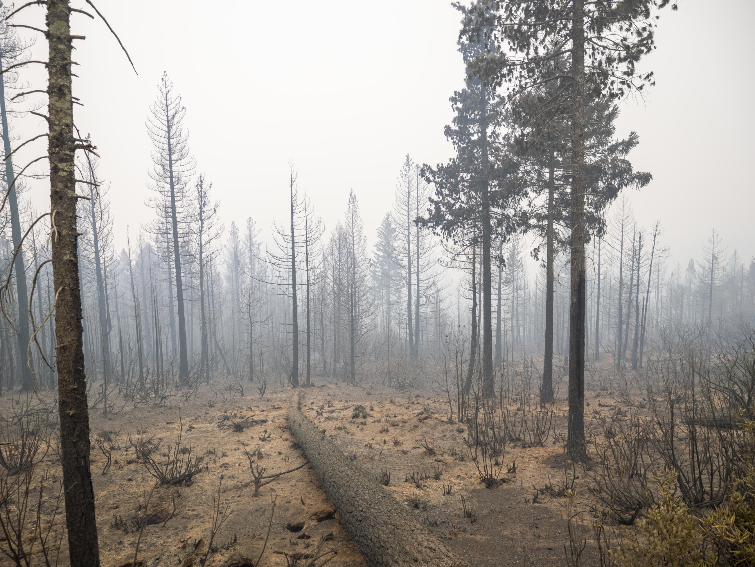 Burned area along French Hill Road