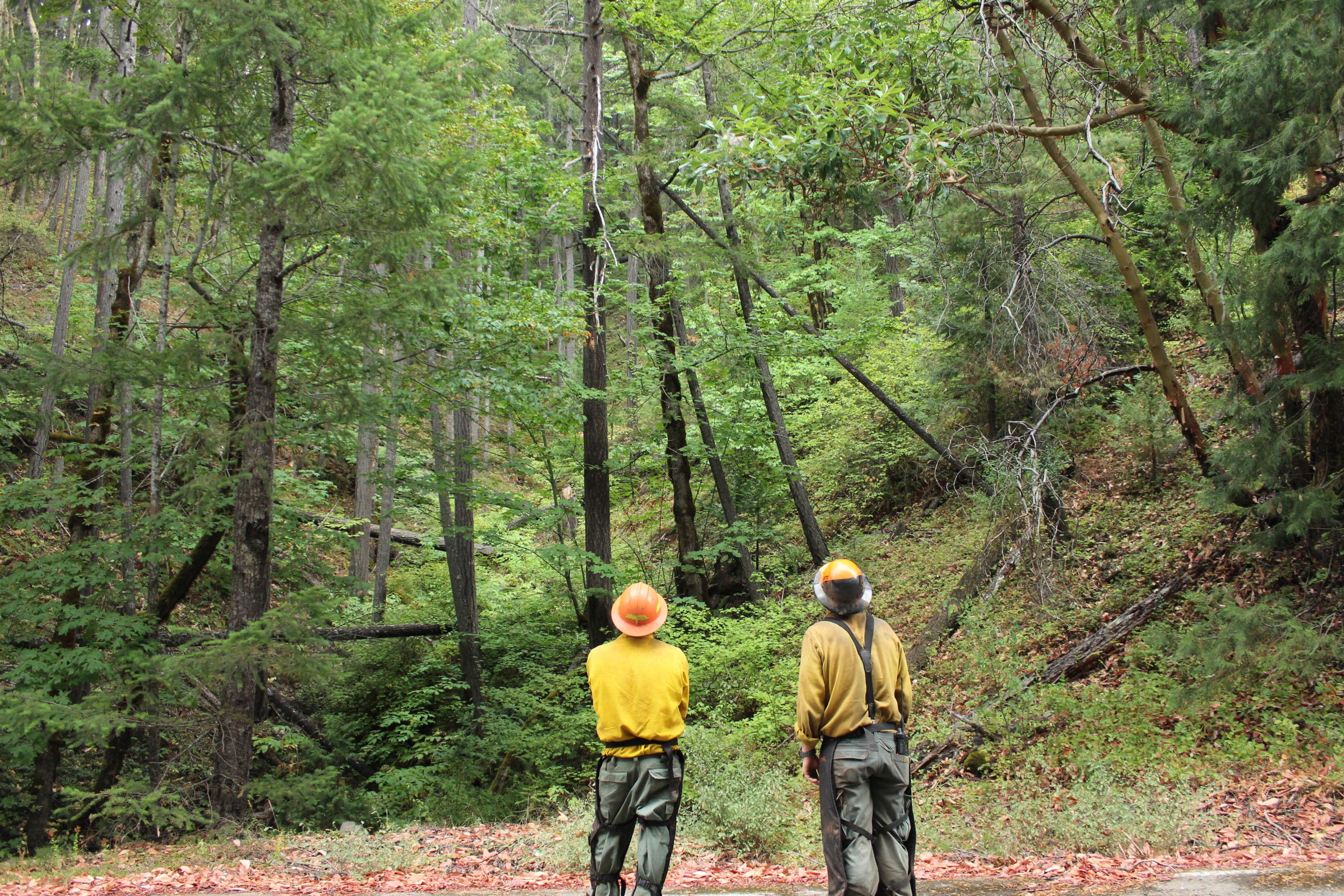 Two firefighters evaluating trees, some of which appear dead and/or are leaning