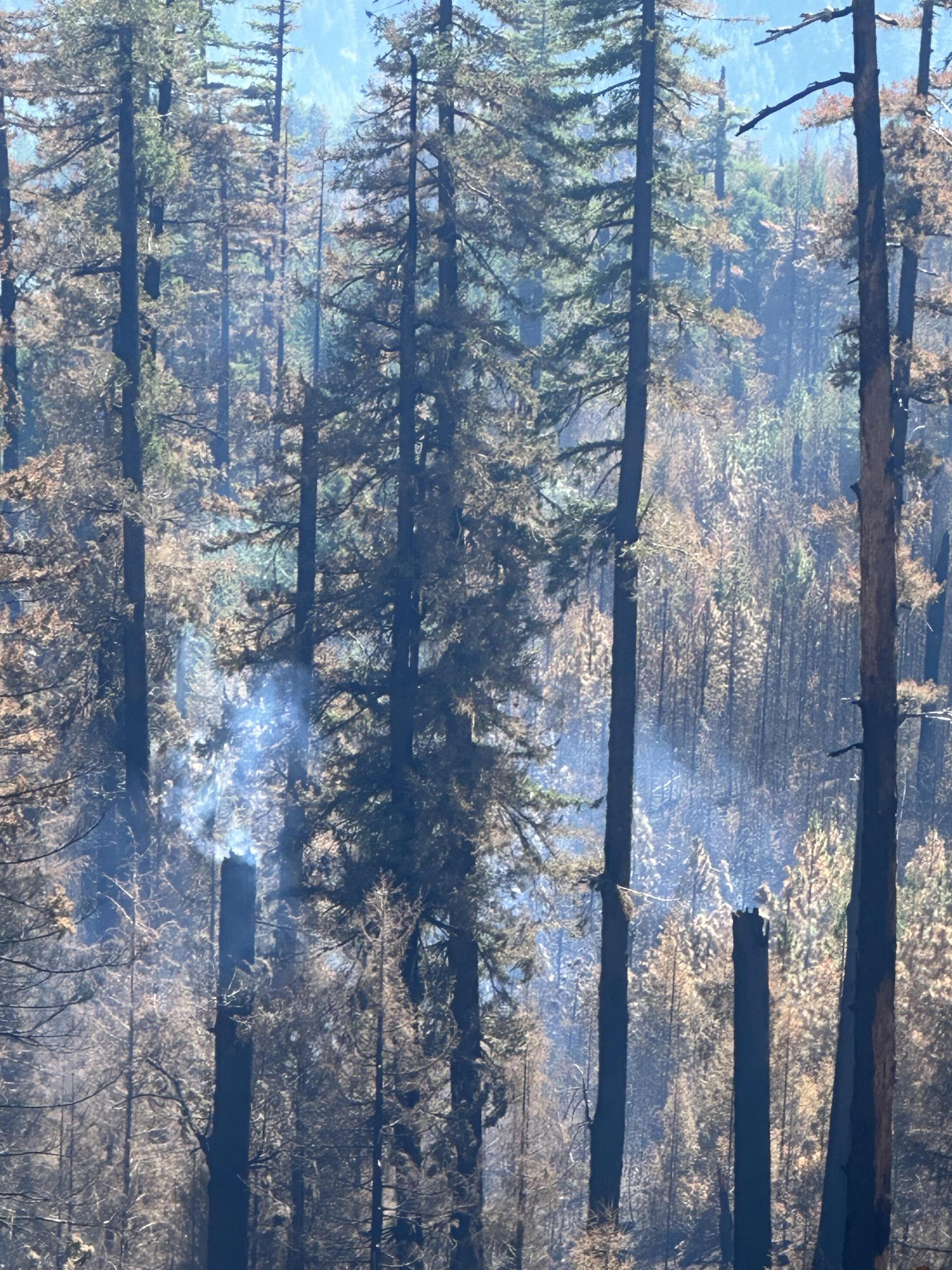 Smoke rises from burnt trees in a smoky forest