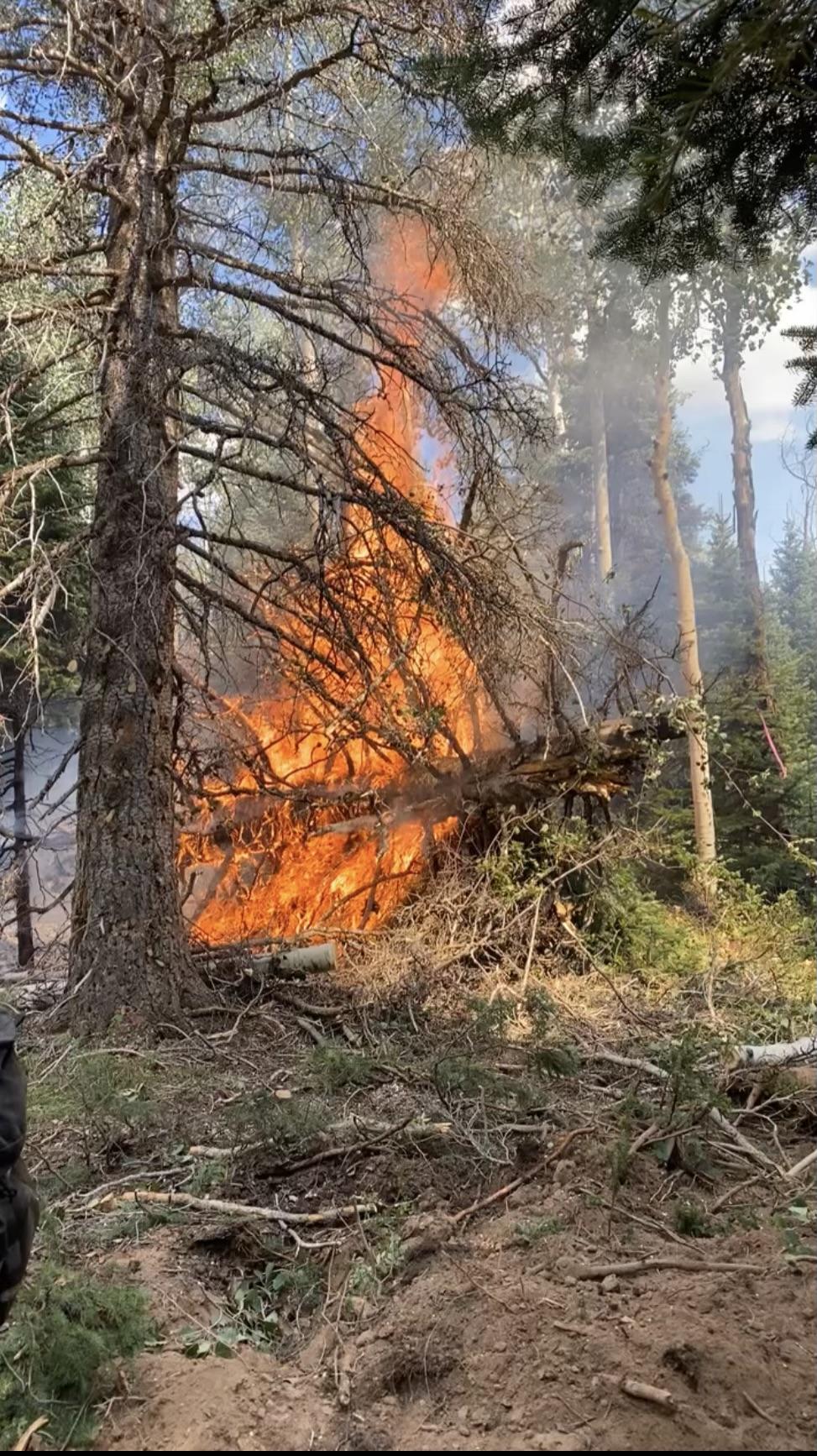 Single tree on fire