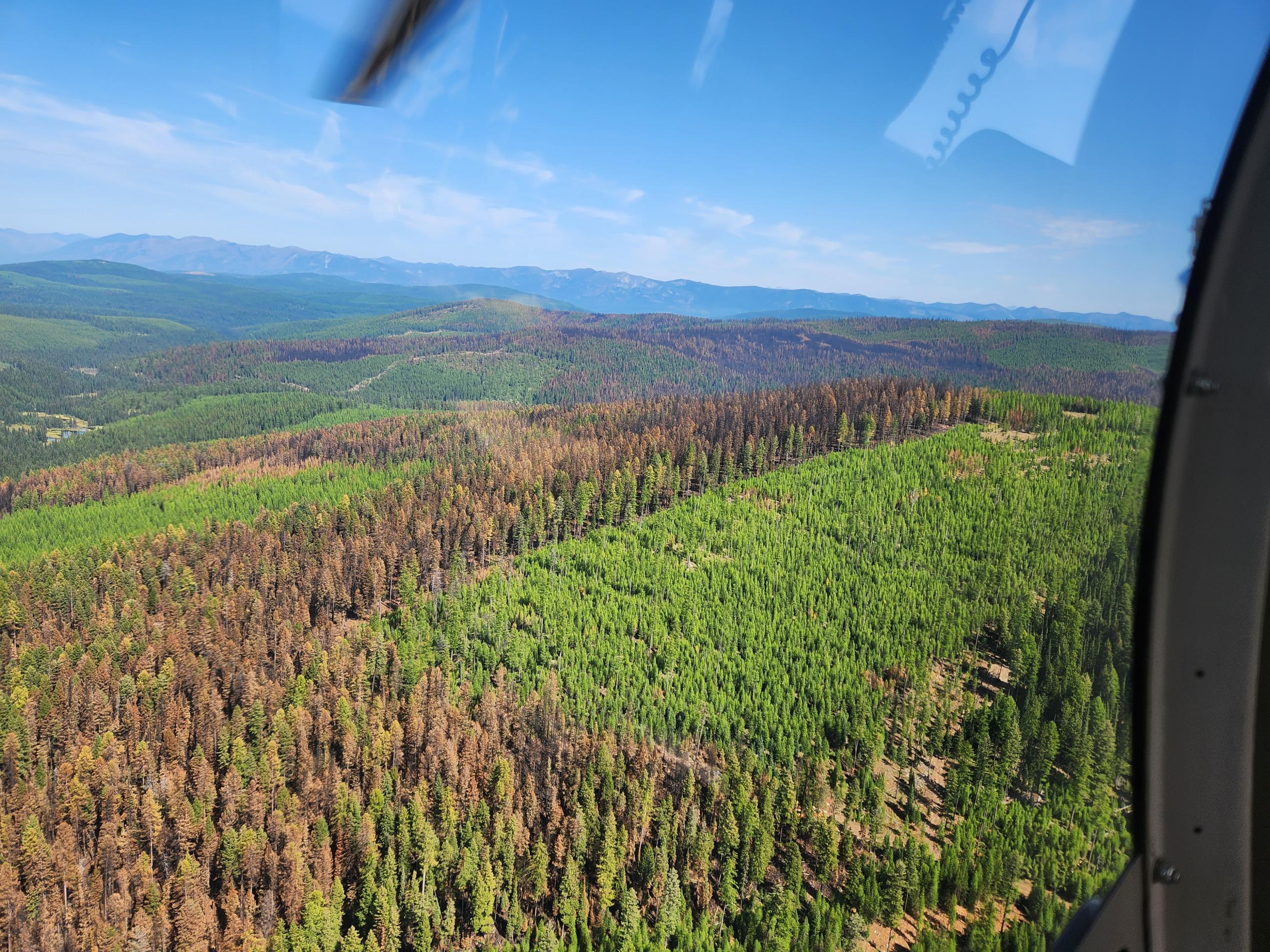 This photo shows how fire spread was minimized on the East Fork Fire in old timber sale areas with younger 2nd and 3rd generation growth trees. 