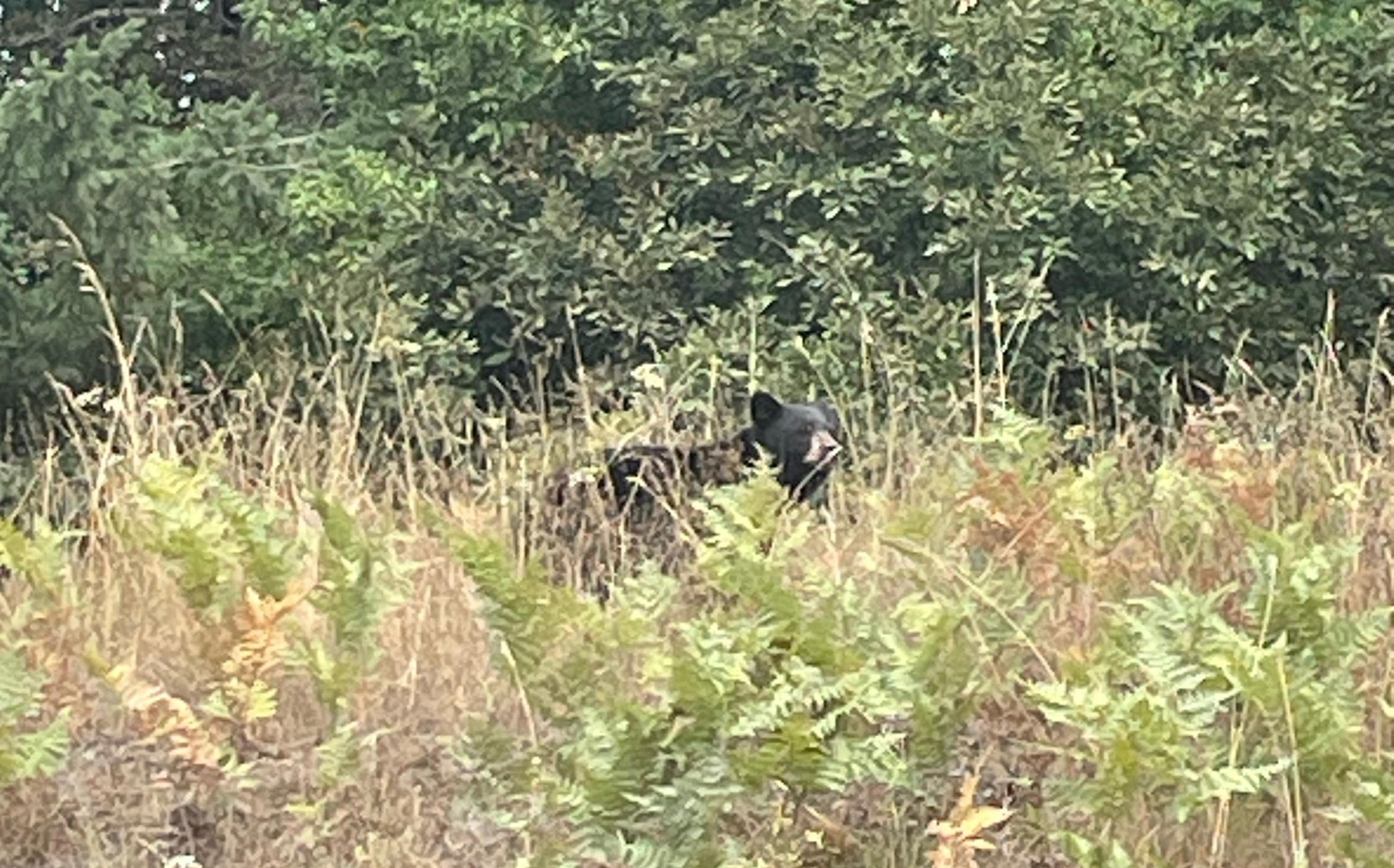 A black bear obscured by dry grass and shrubs hiding among pine trees