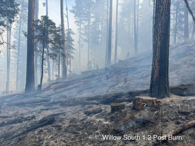 Burning Undergrowth for a Healthy Forest