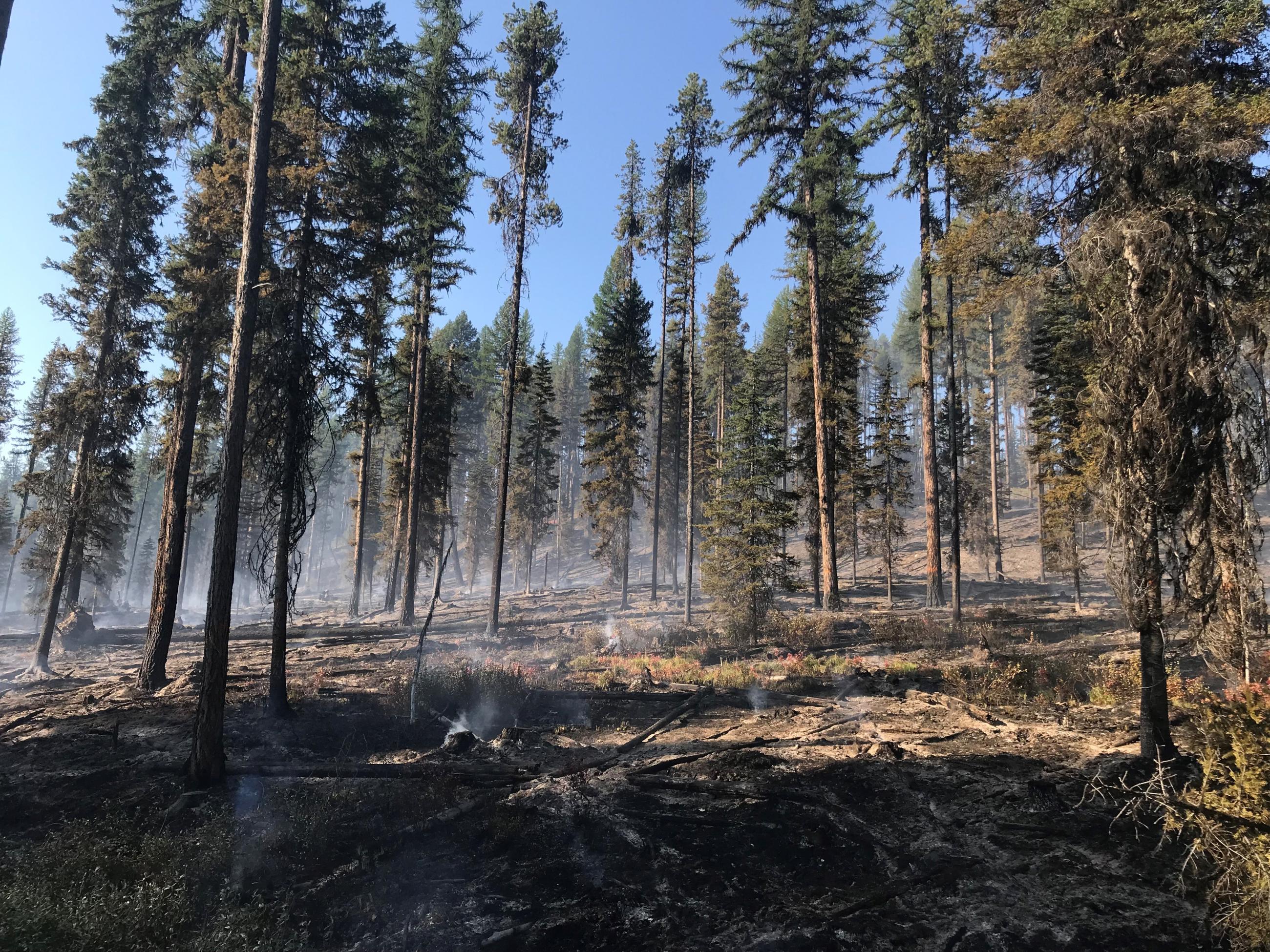 Photo of the forest with minimal smoke from prescribed fire 