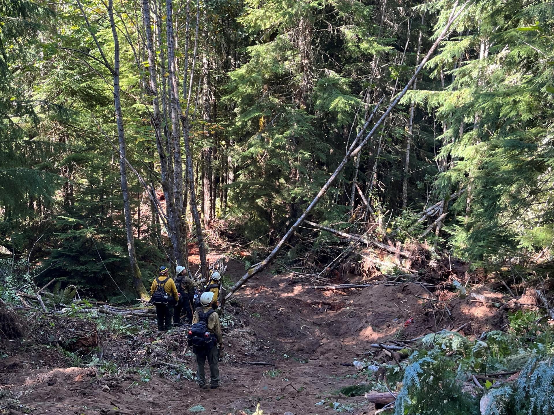 Image shows firefighters working to create an opening through a heavily forested areas.
