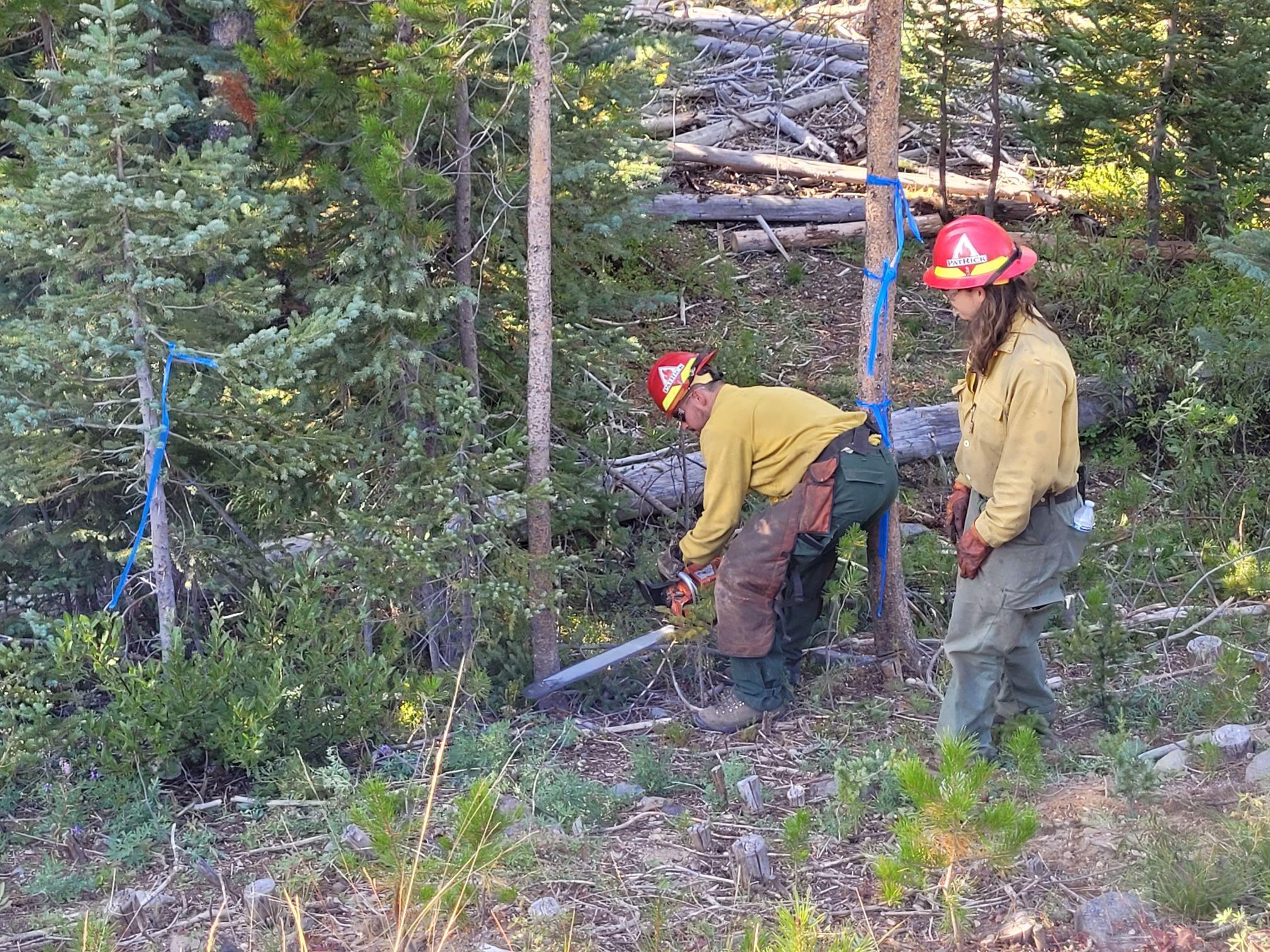 Crews cutting small trees.