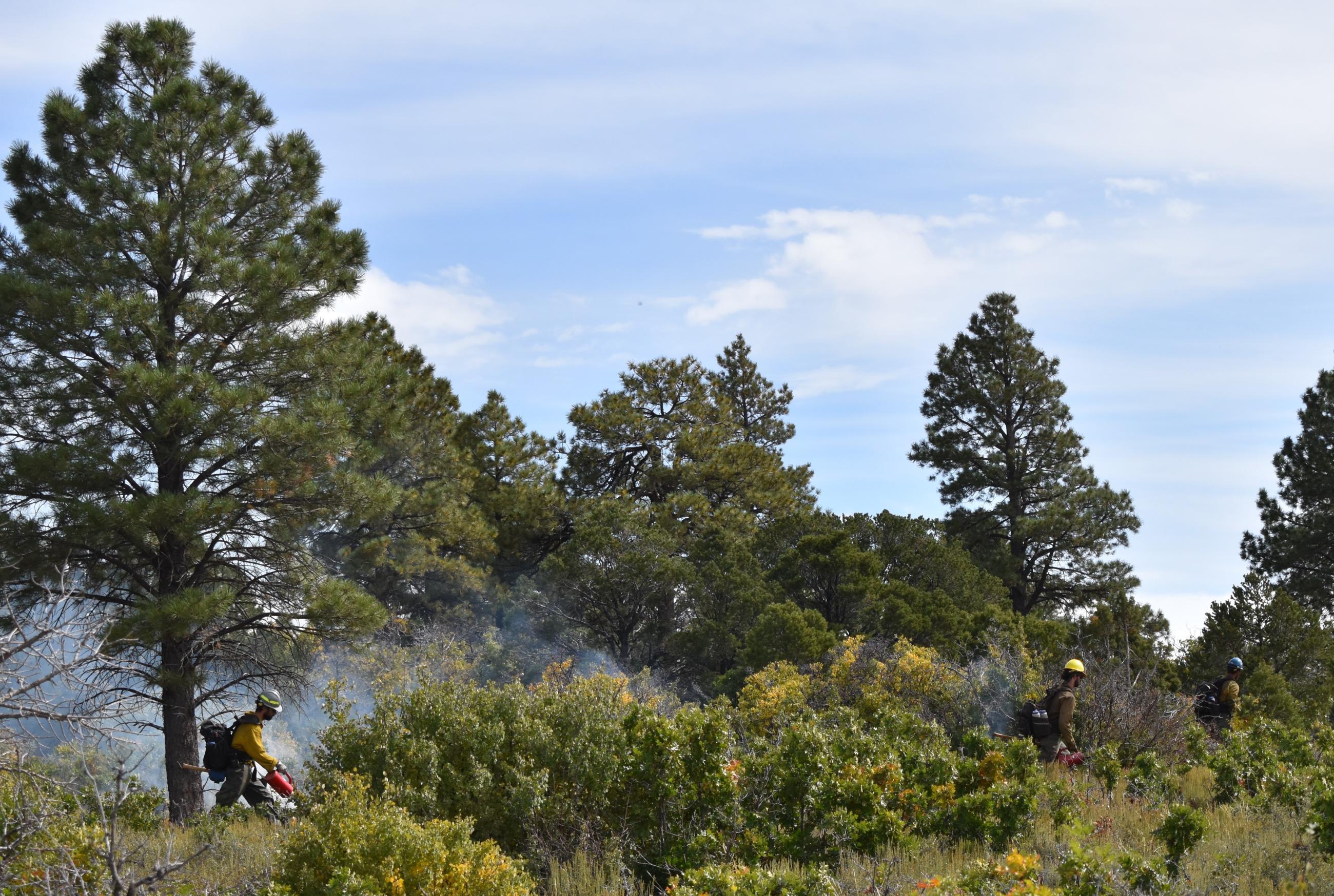 Image of three firefighters walking and using drip torches to ignite vegetation on a prescribed burn. Ponderosa pine, mountain shrubs, grass and smoke