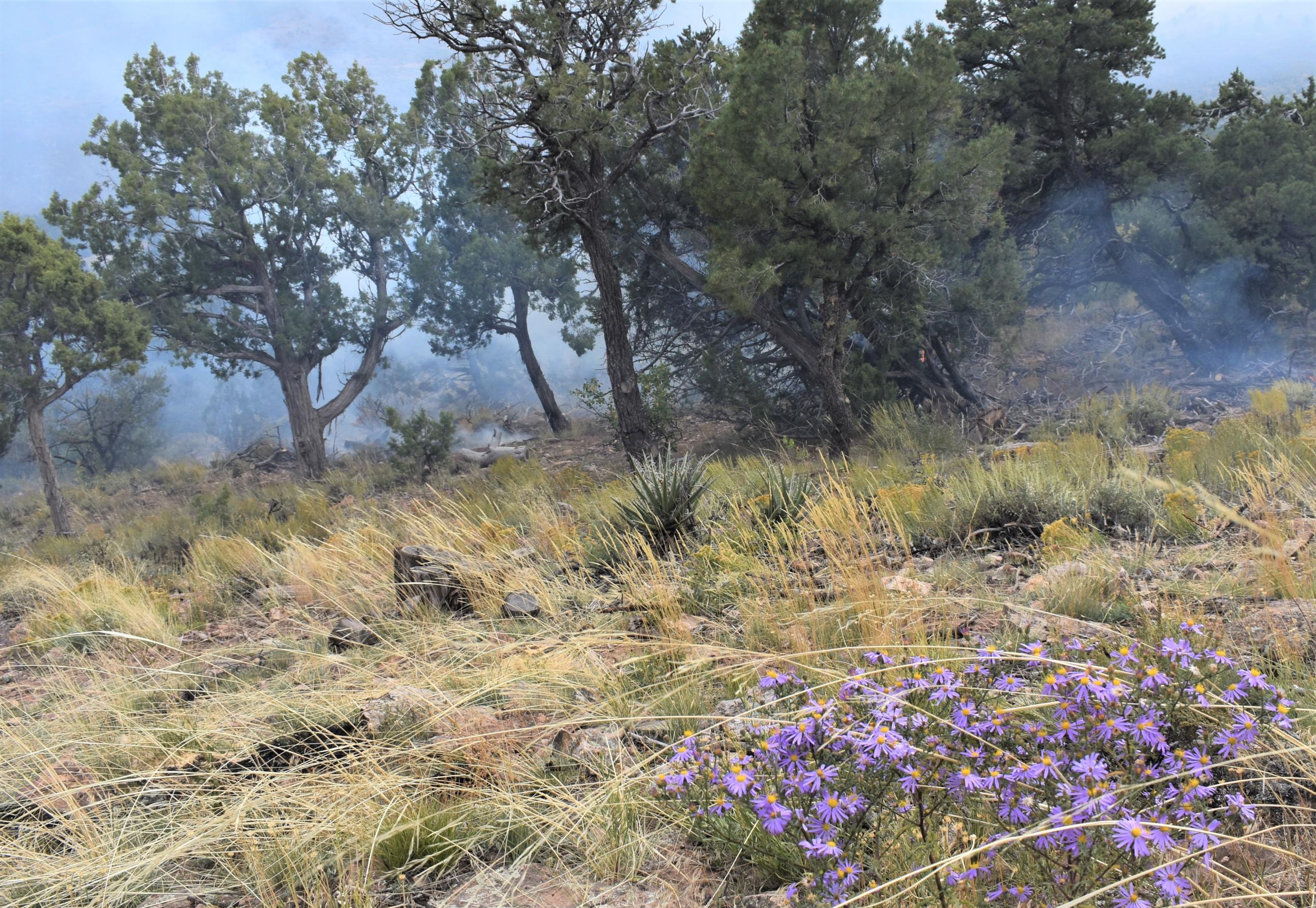 Image of purple wildflowers, grass, juniper trees and smoke in the background