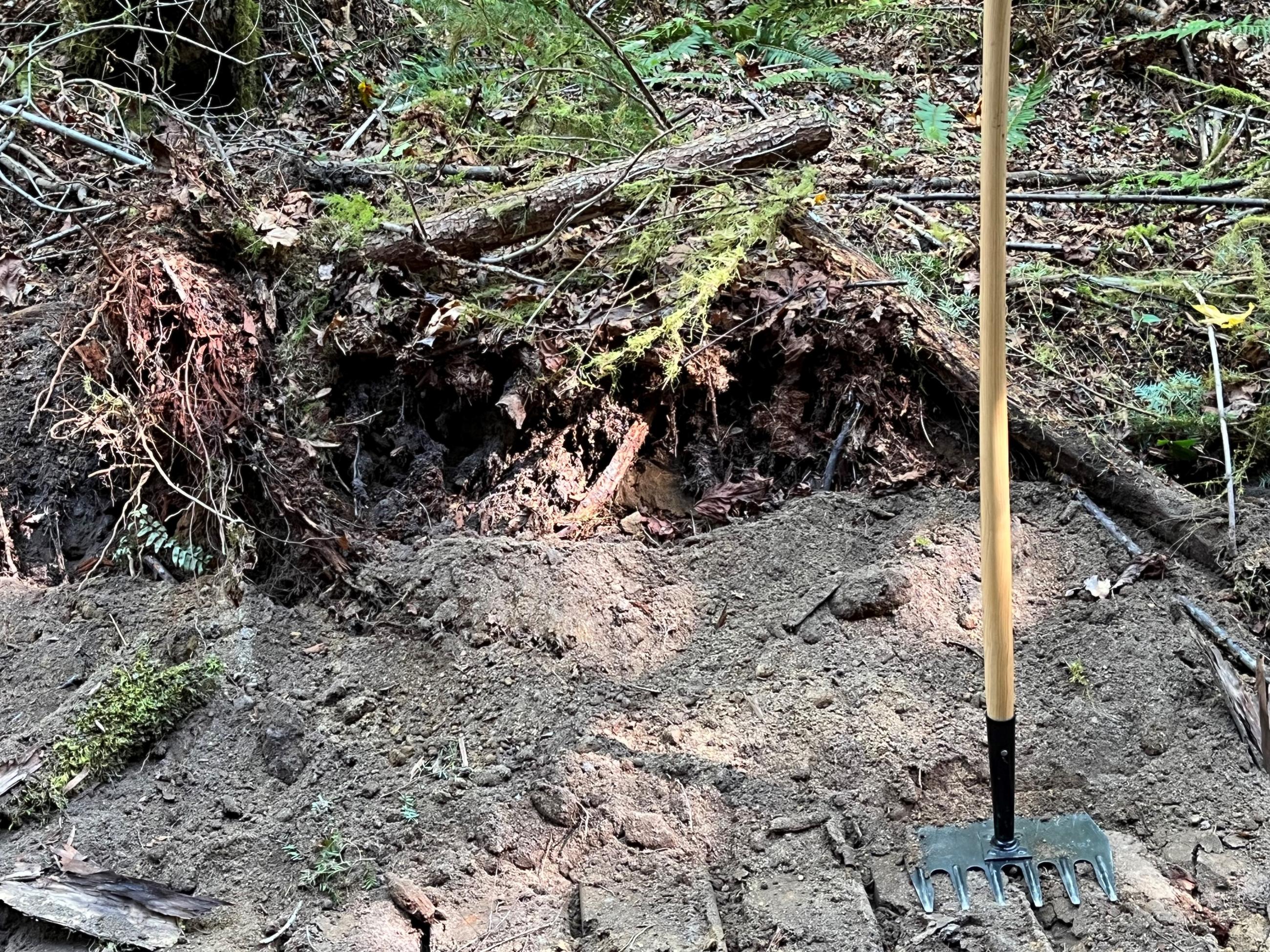 Image of the “duff layer" near the Grassy Mountain Fire. The duff layer is made up of organic matter such as leaves, needles, limbs, and decomposing trees. Below that is an ash layer from volcanic eruption. It takes a lot of rain to penetrate the duff layer. The Cowlitz Complex fires are mainly “surface fires,” which means the fires are burning and smoldering at ground level rather than in the trees.