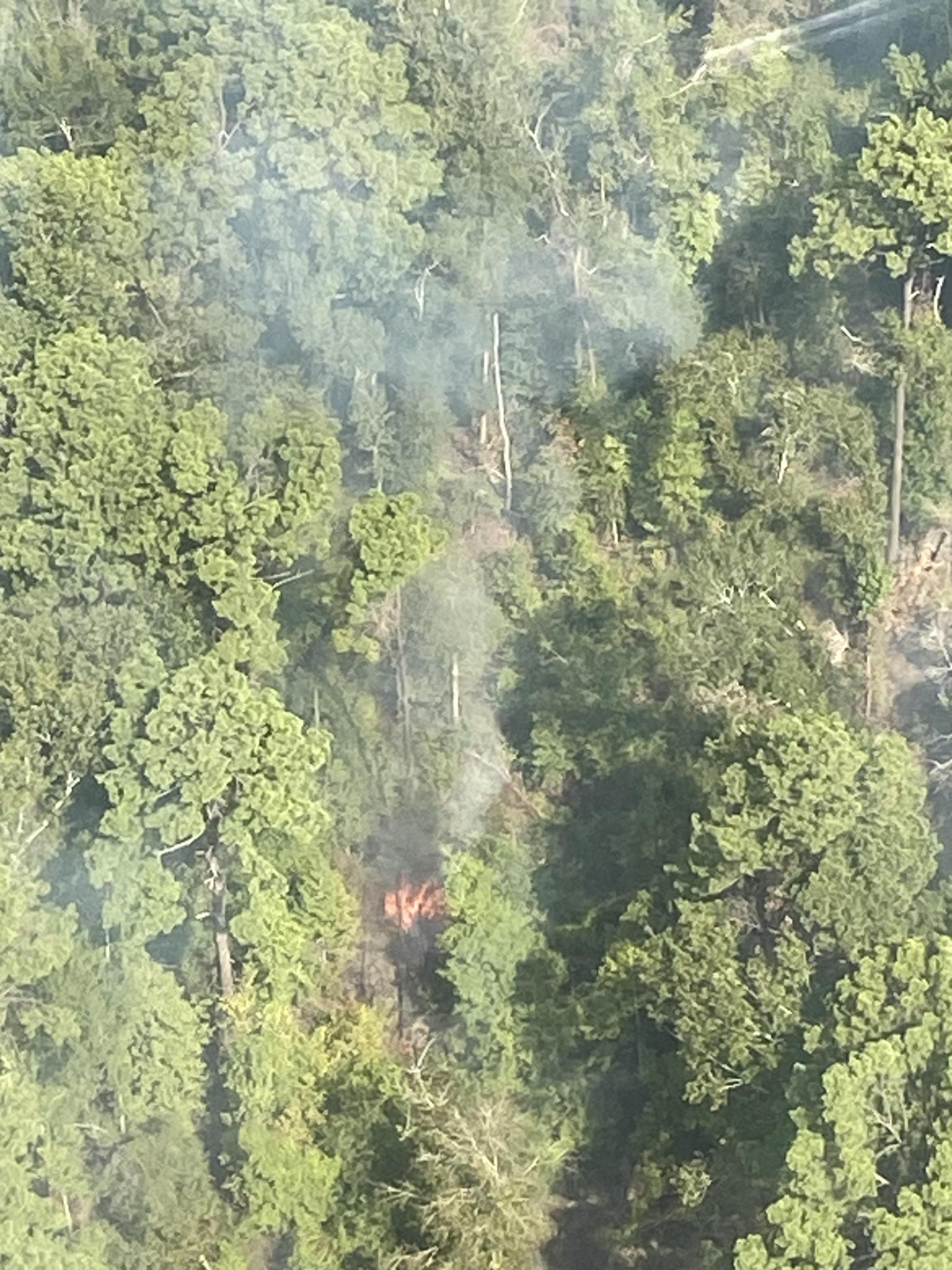 Photo of flames within green trees