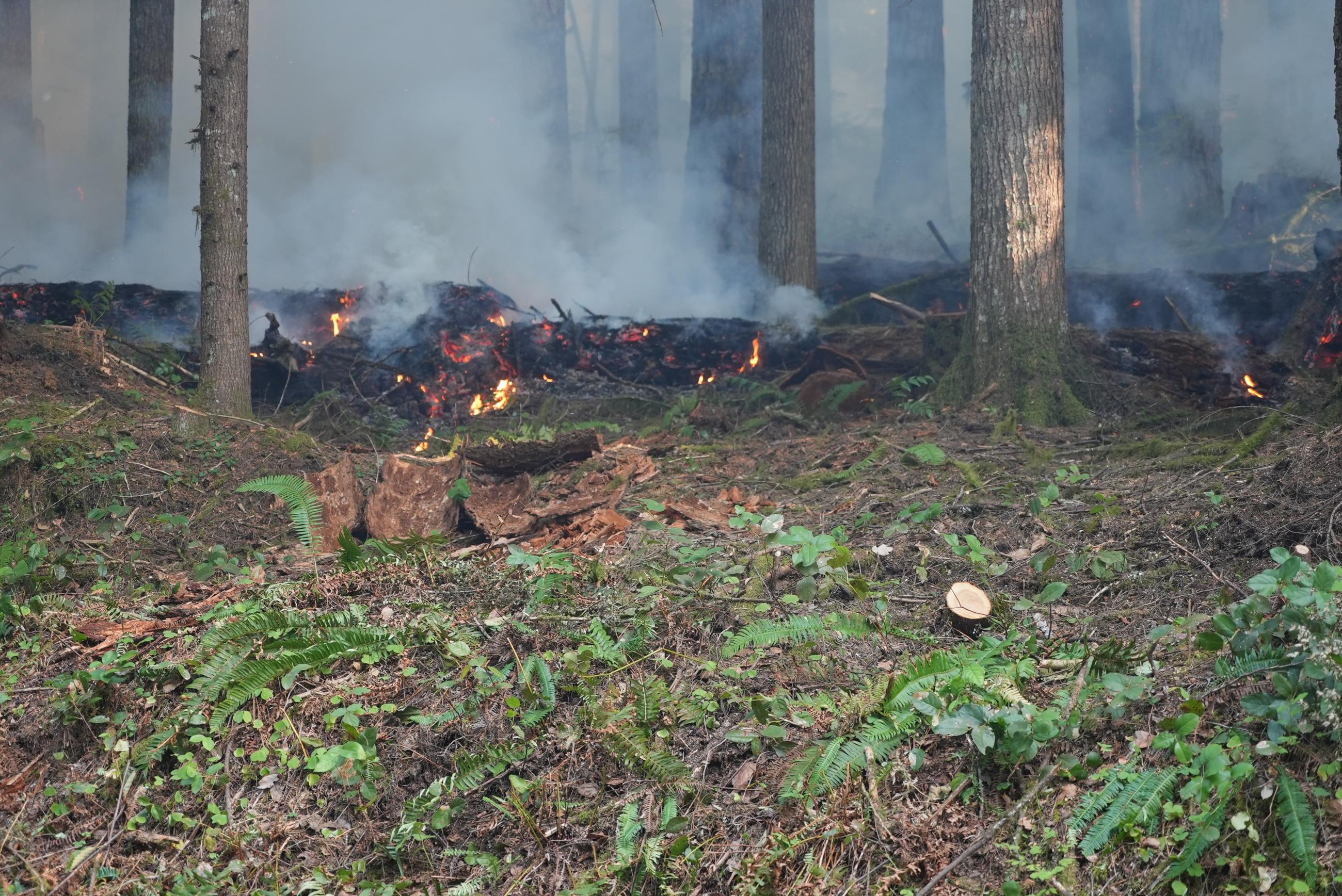Small flames burn through low-lying vegetation