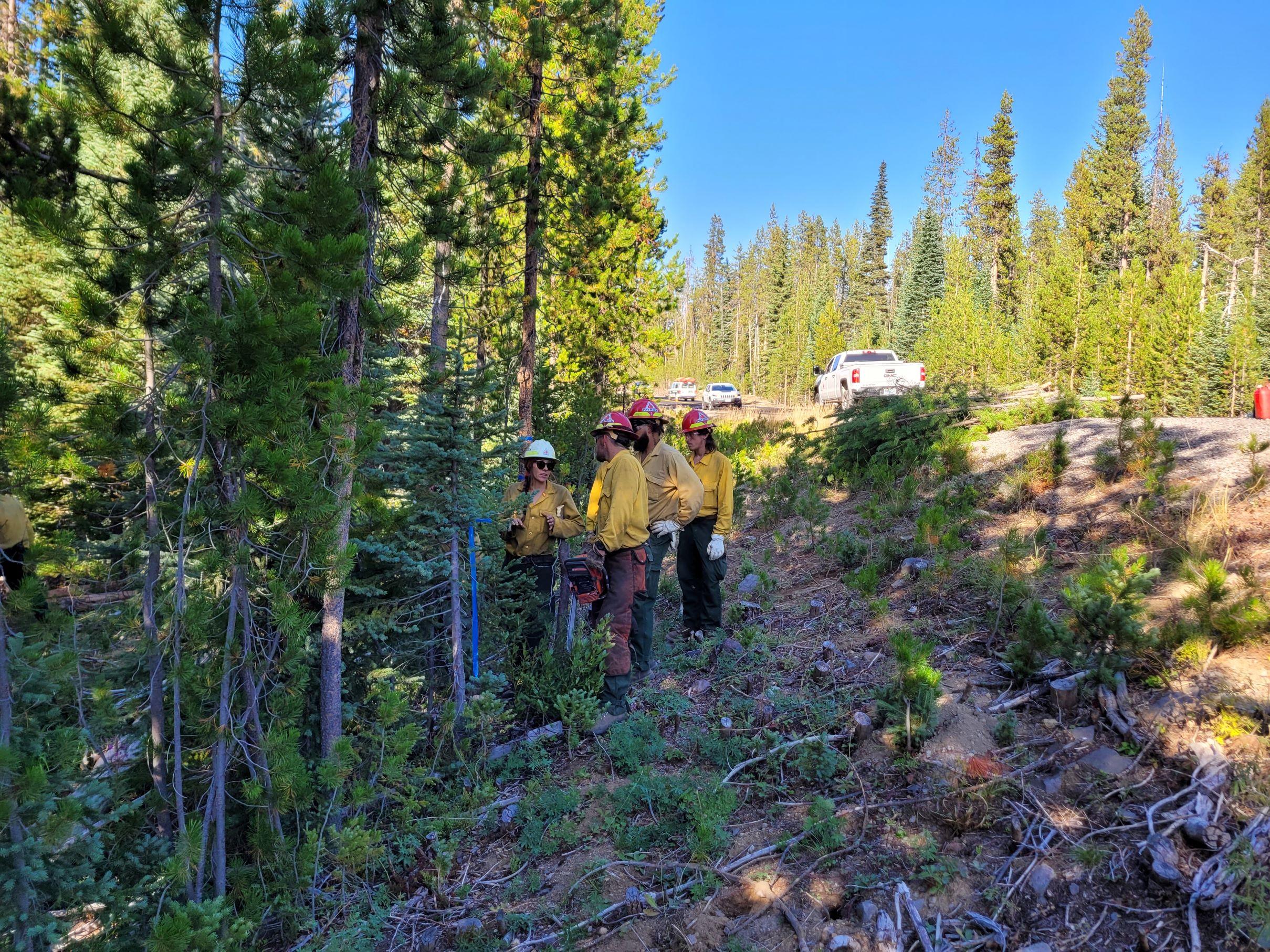 Firefighters work to thin trees.