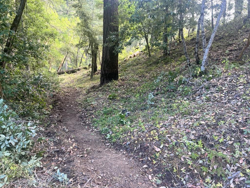 A wide path dug by firefighters located at the bottom of a slight hill covered with leaves in a forest