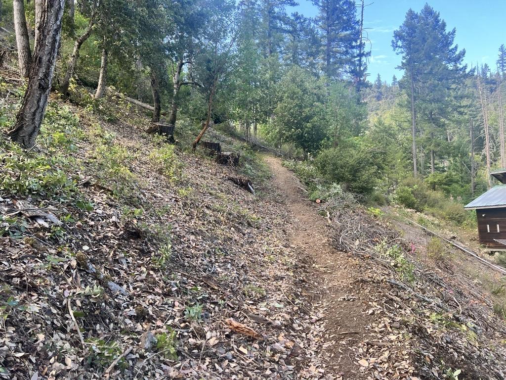 A line of soil that was dug by firefighters in the ground to protect a cabin