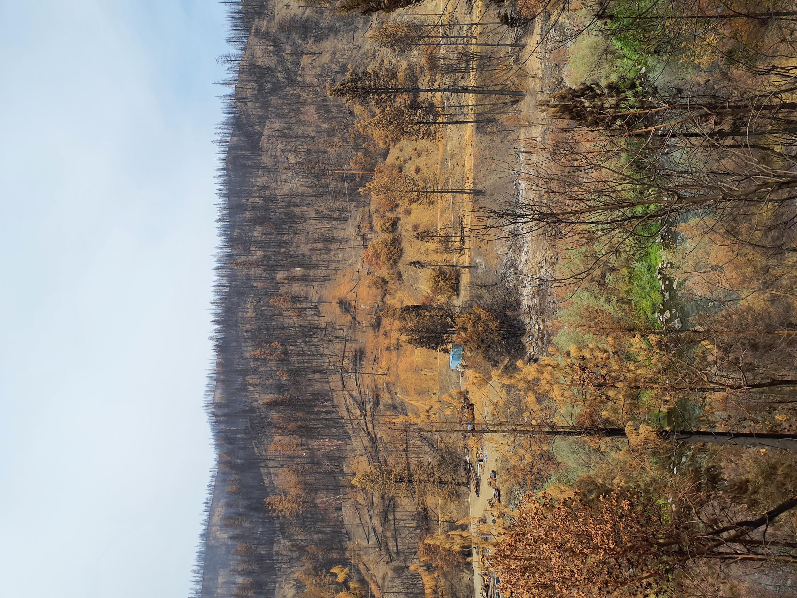 High Soil Burn Severity within the Head Fire Burned Area