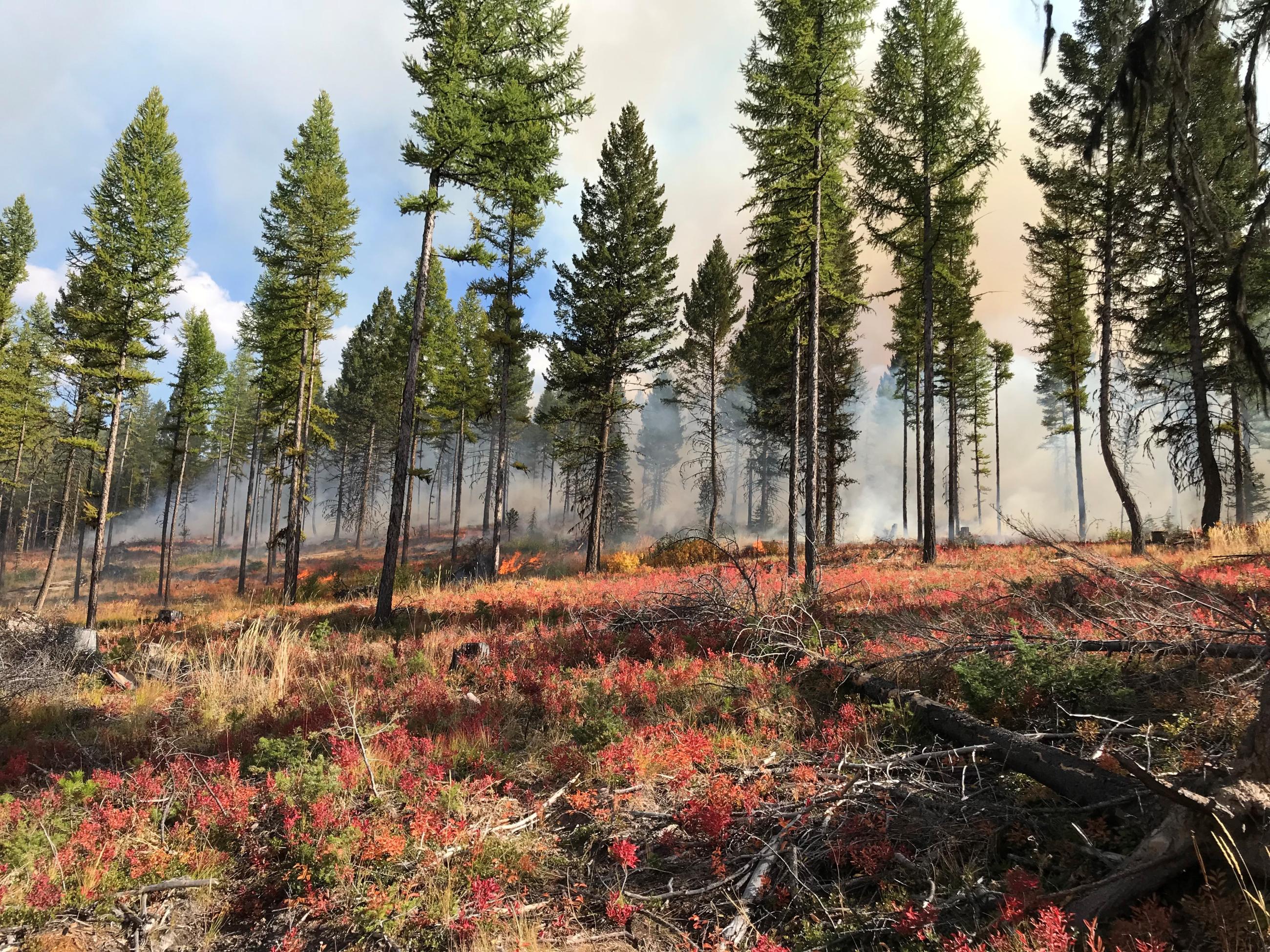 Forest with faint smoke 