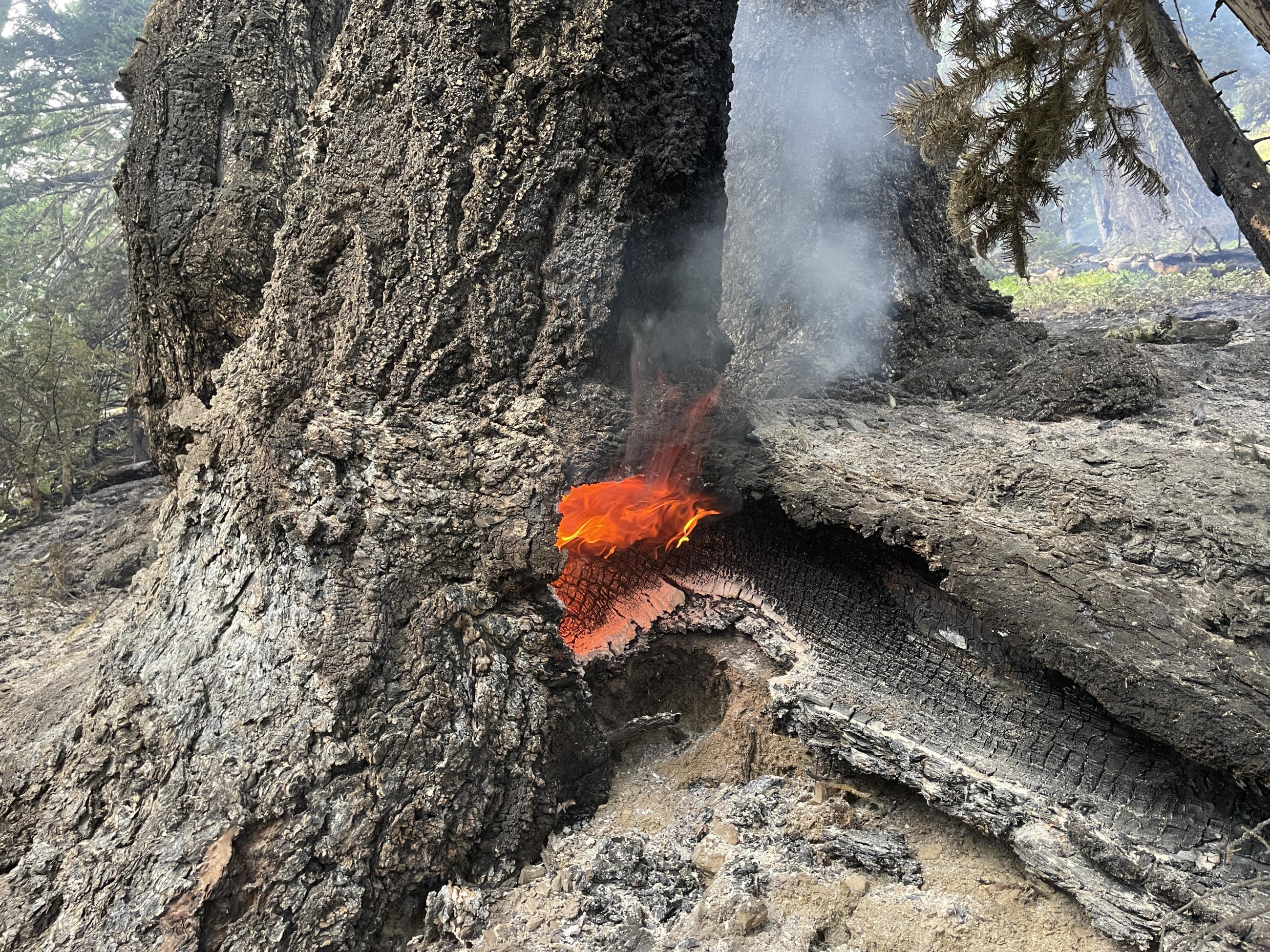 Smoldering Root system in base of tree