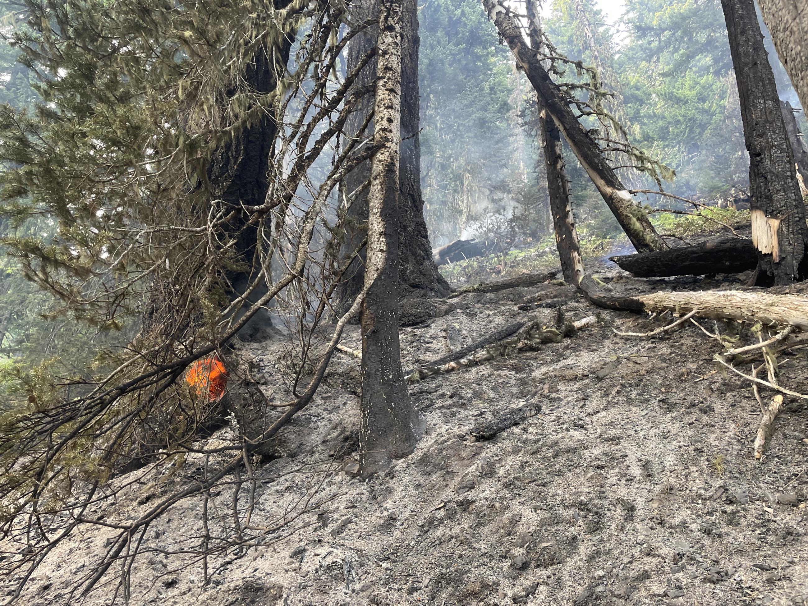 Tree Stumo burns from Hurricane Fire